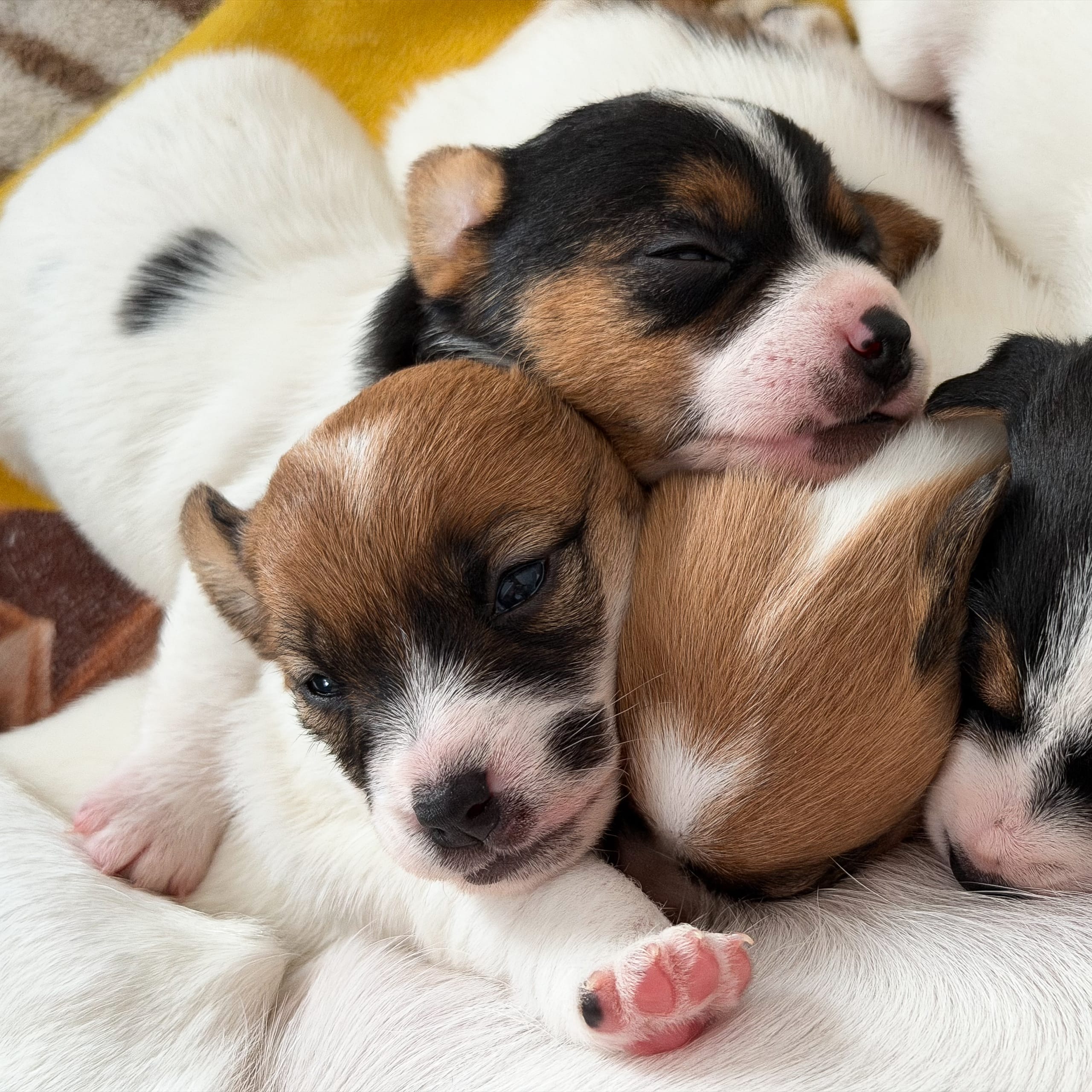 Jack russell terrier