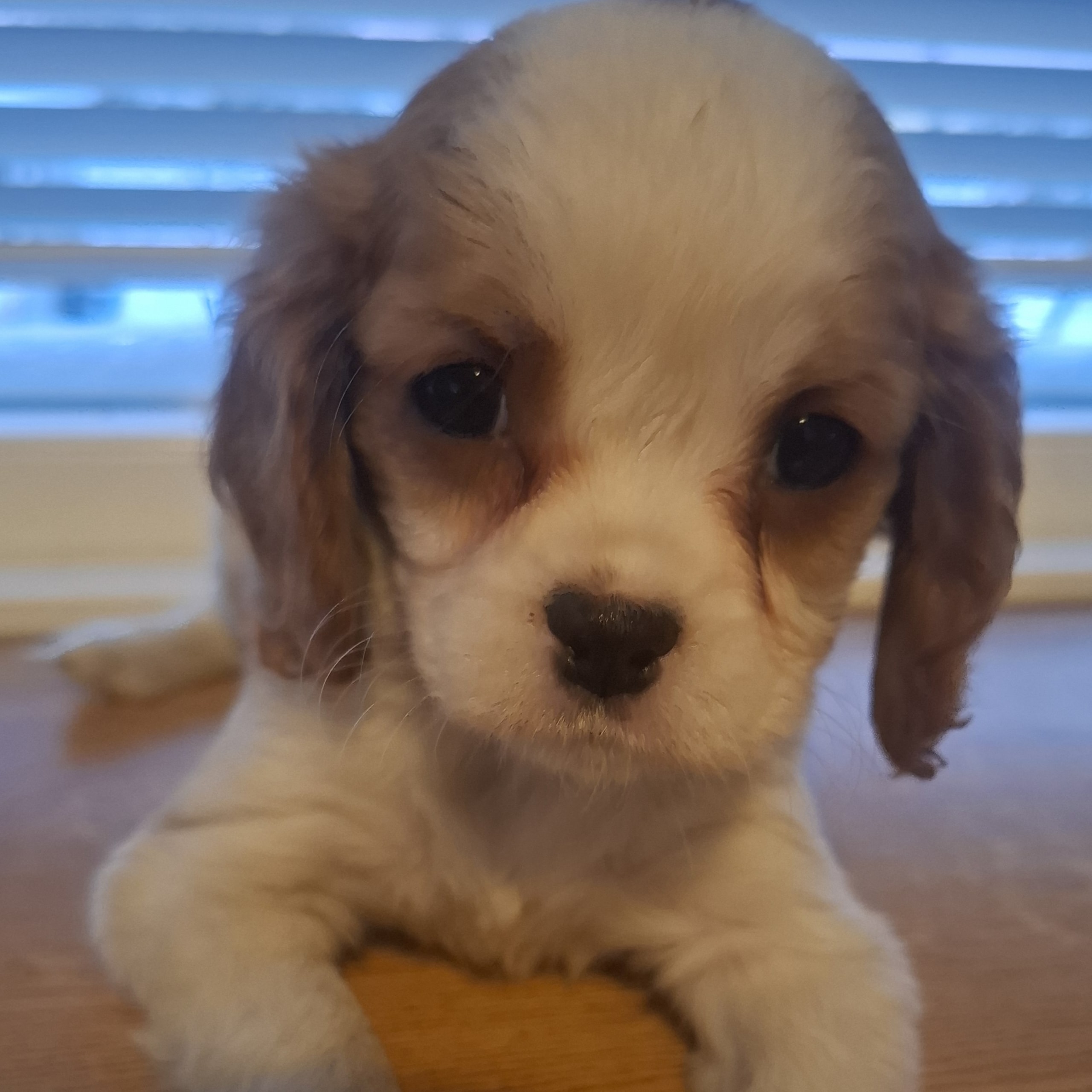 Cavalier king charles spaniel