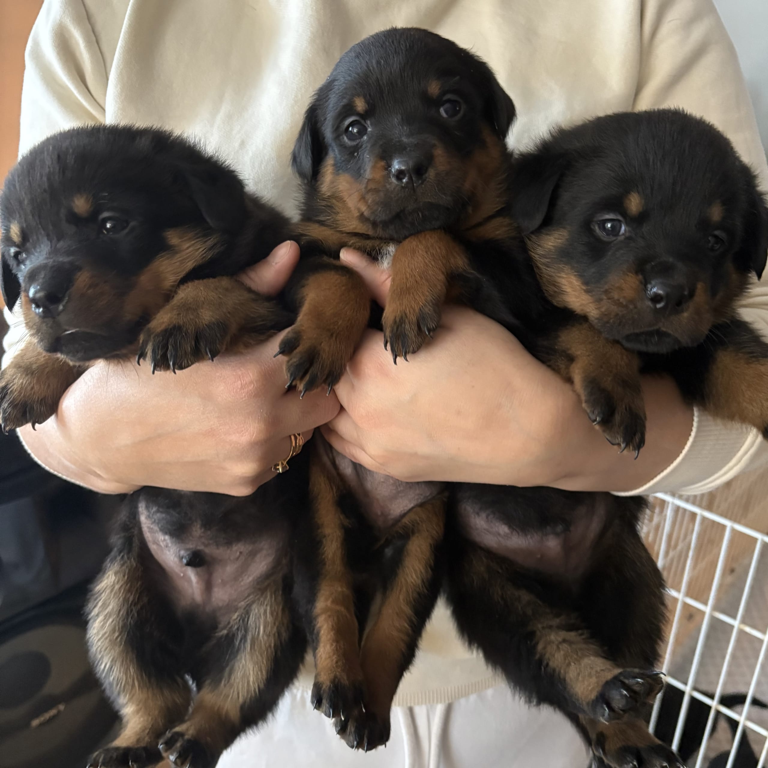 Rottweiler