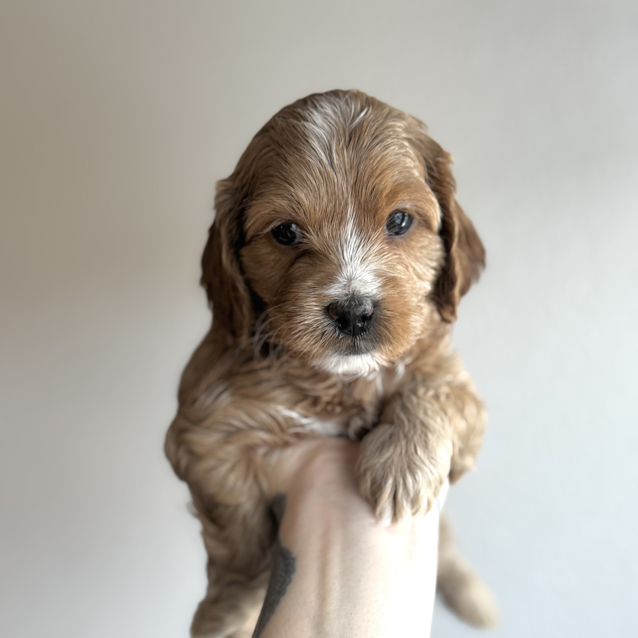 Cockerpoo