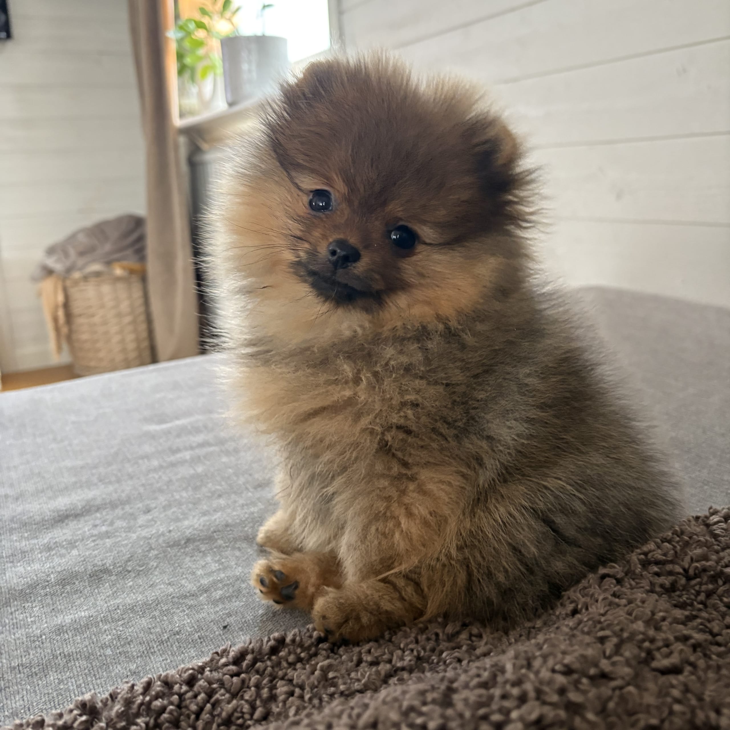 Pomeranian