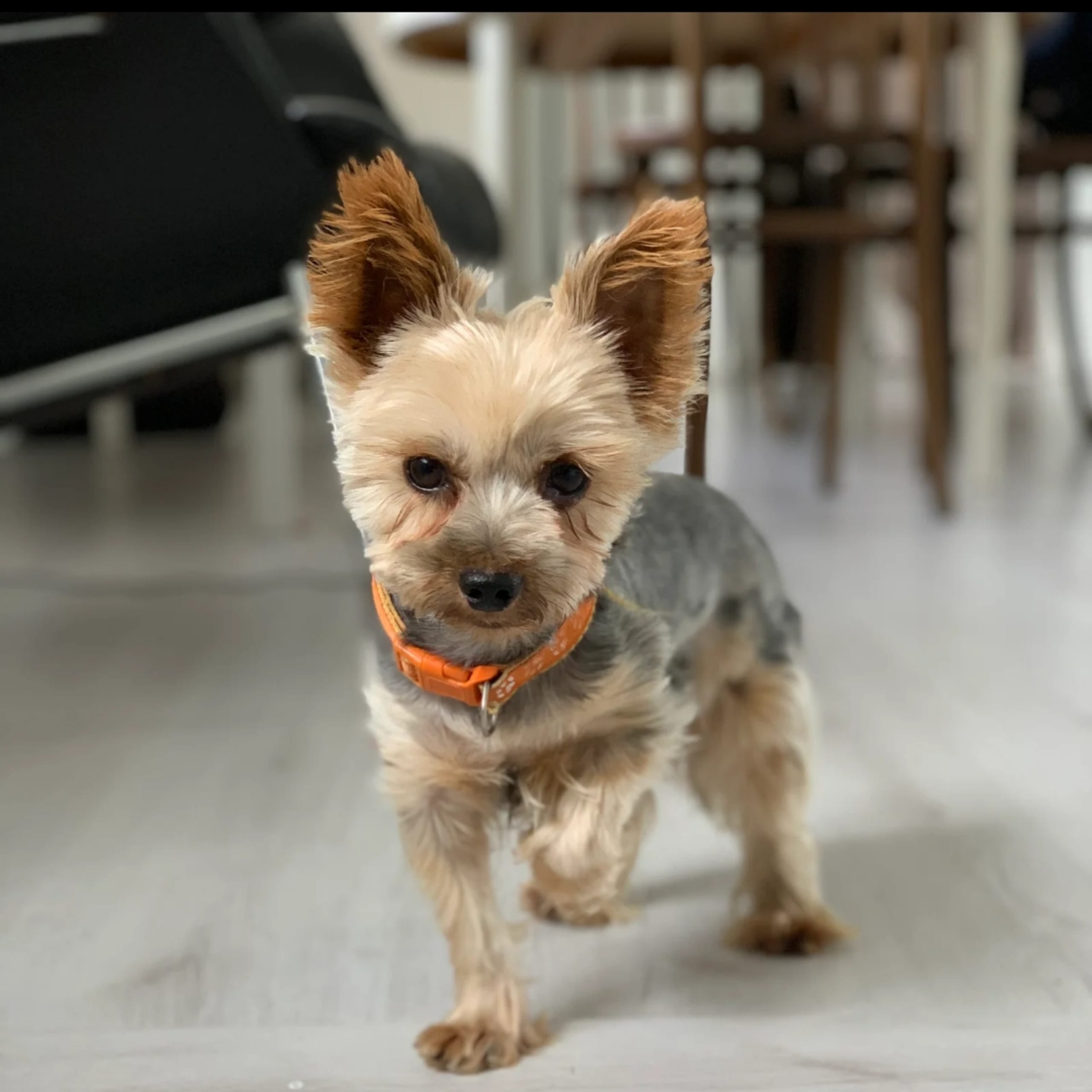 Yorkshireterrier