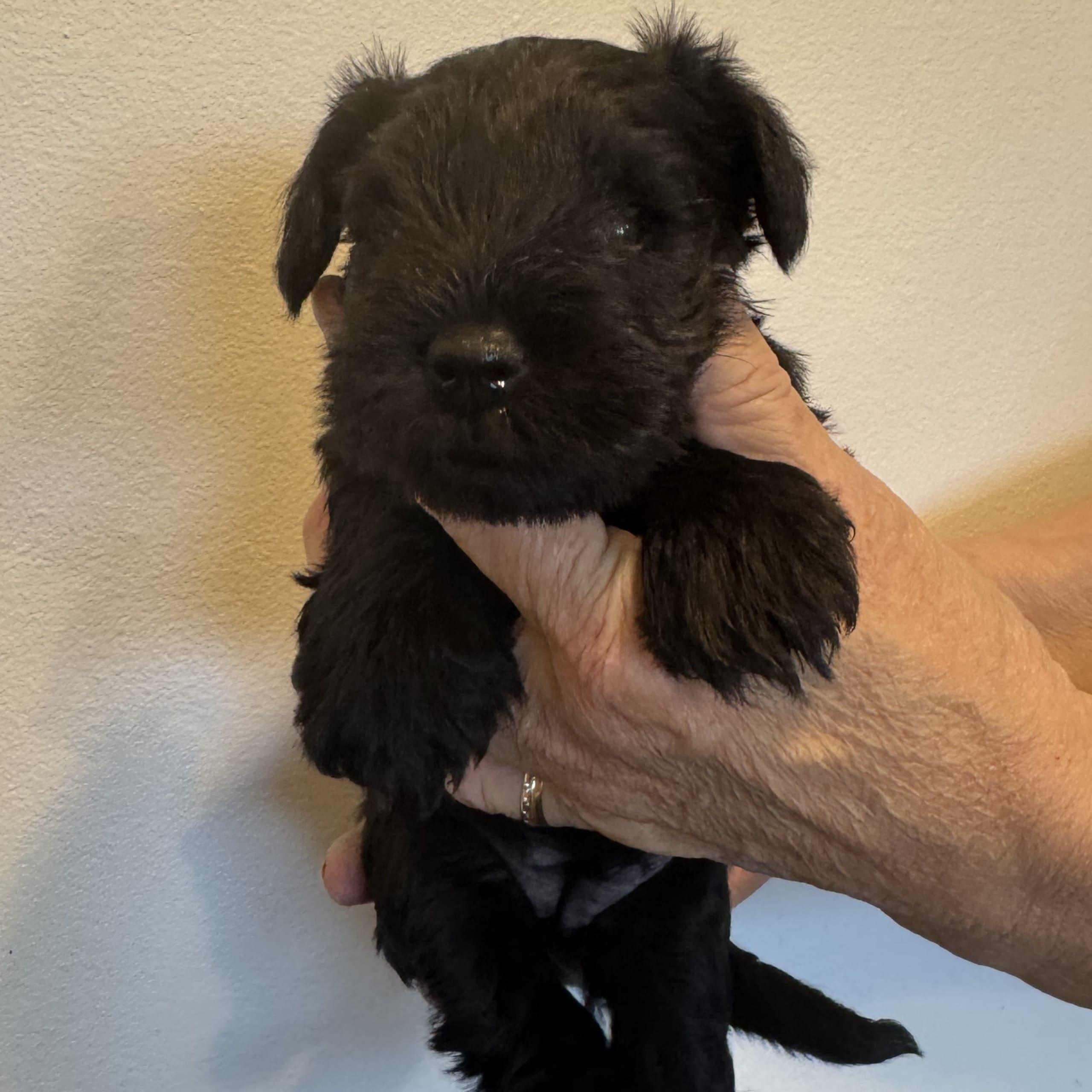 Dvärgschnauzer