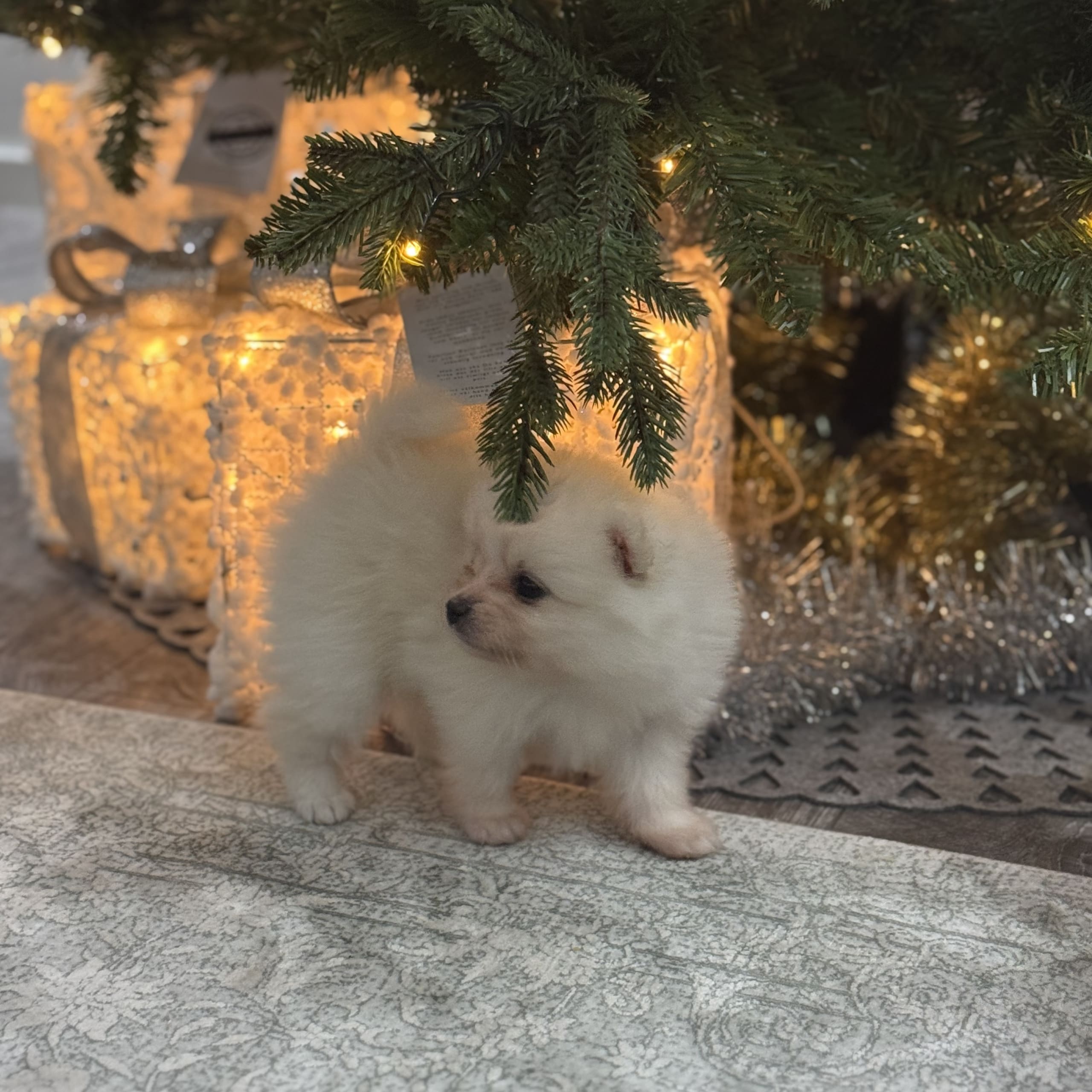 Pomeranian