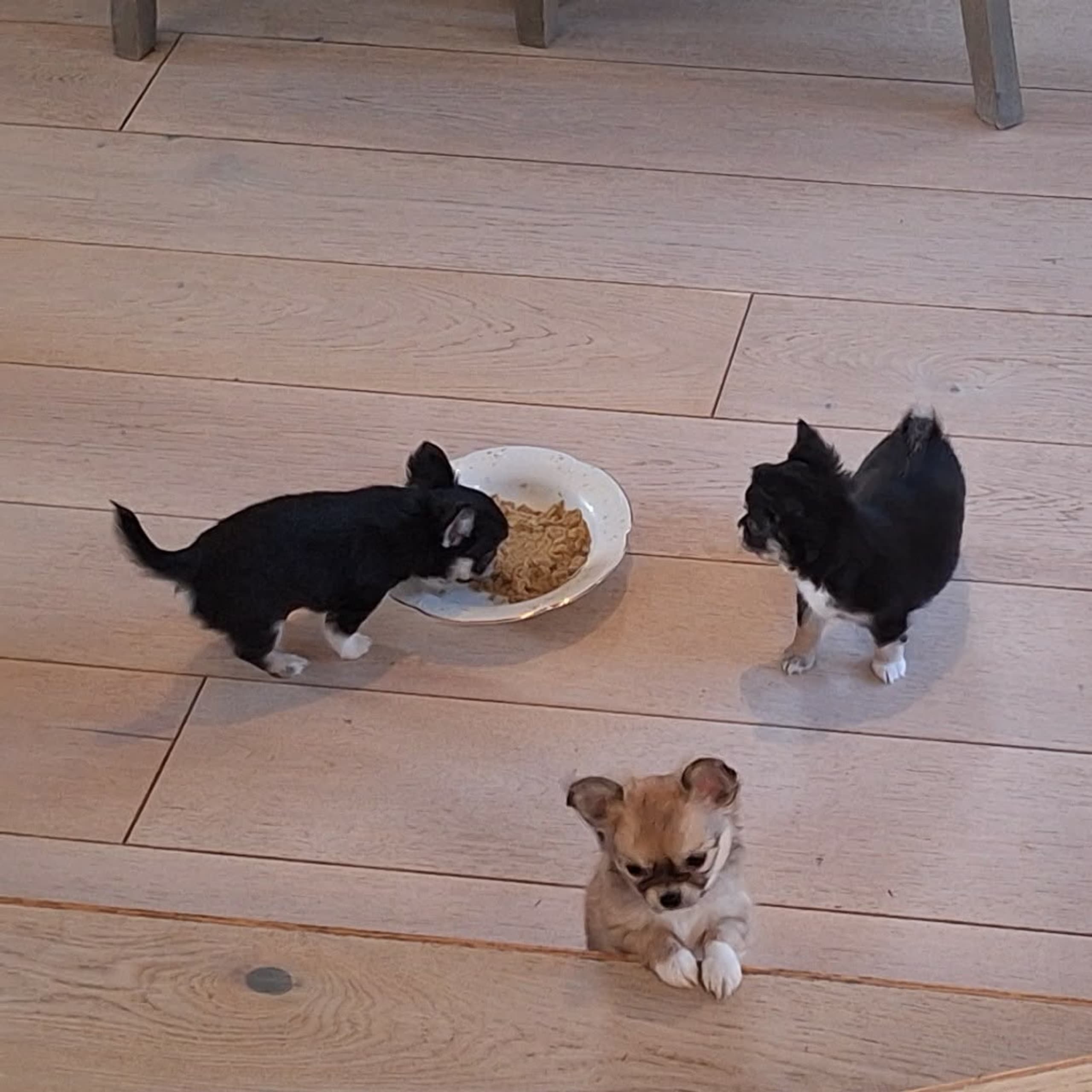 Chihuahua