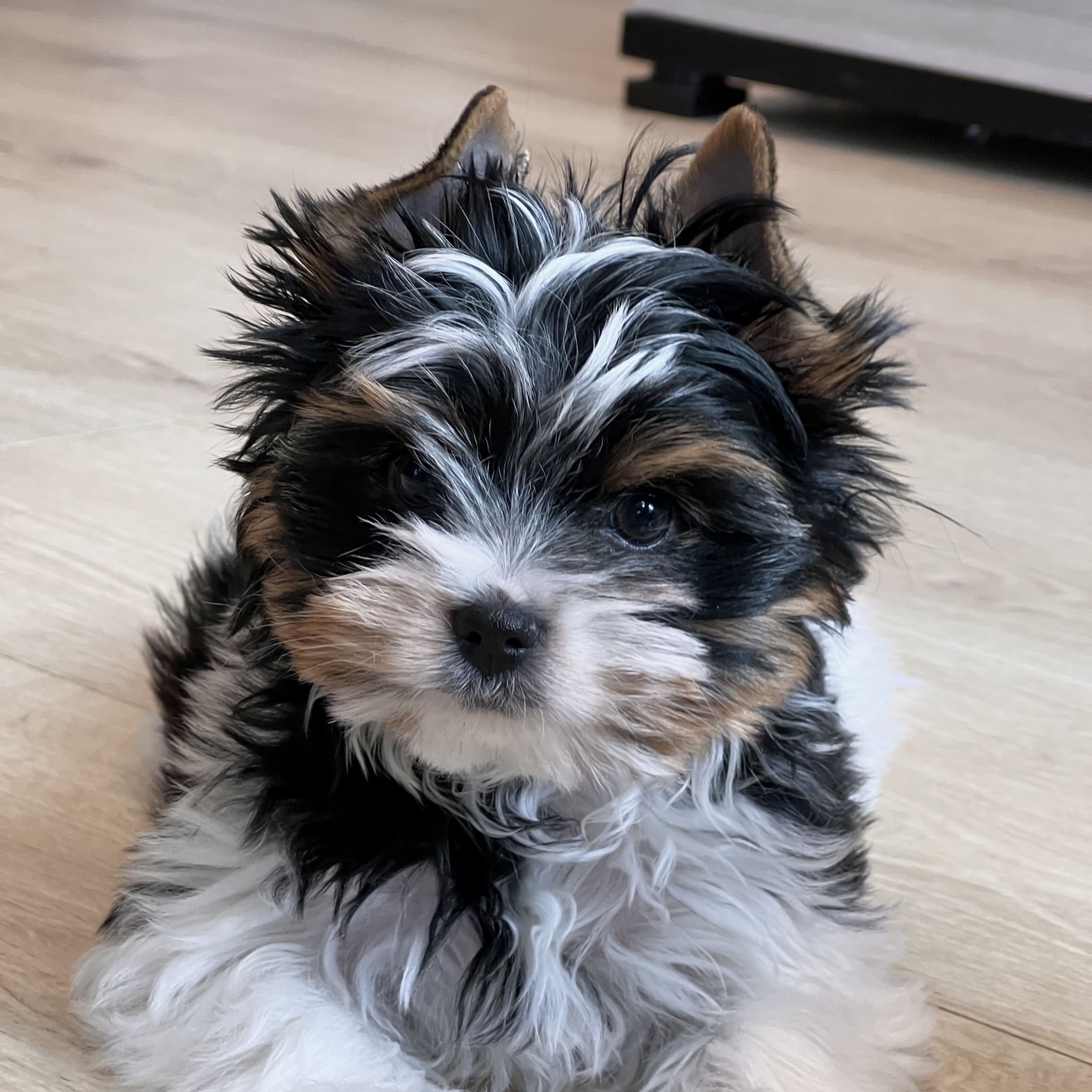 Biewer terrier