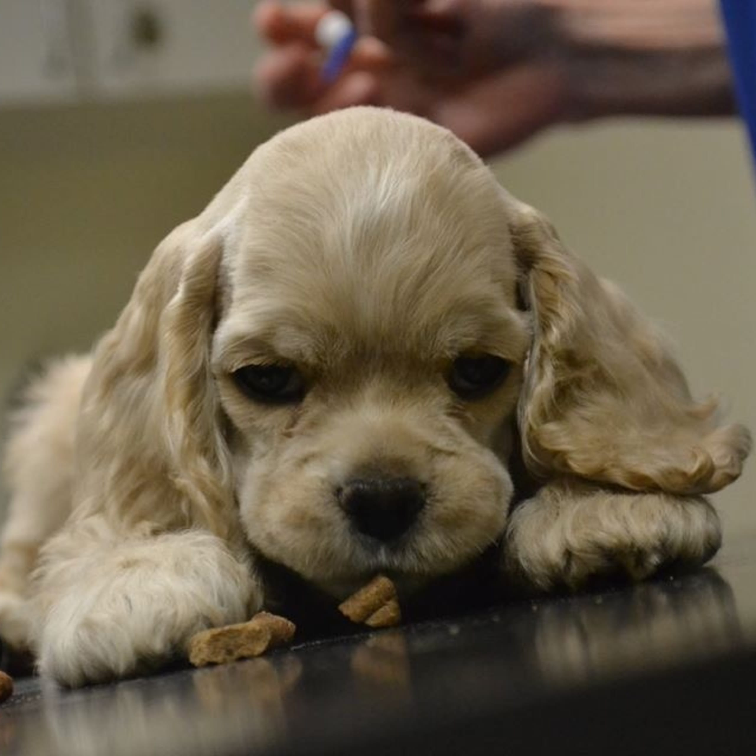 Amerikansk cocker spaniel