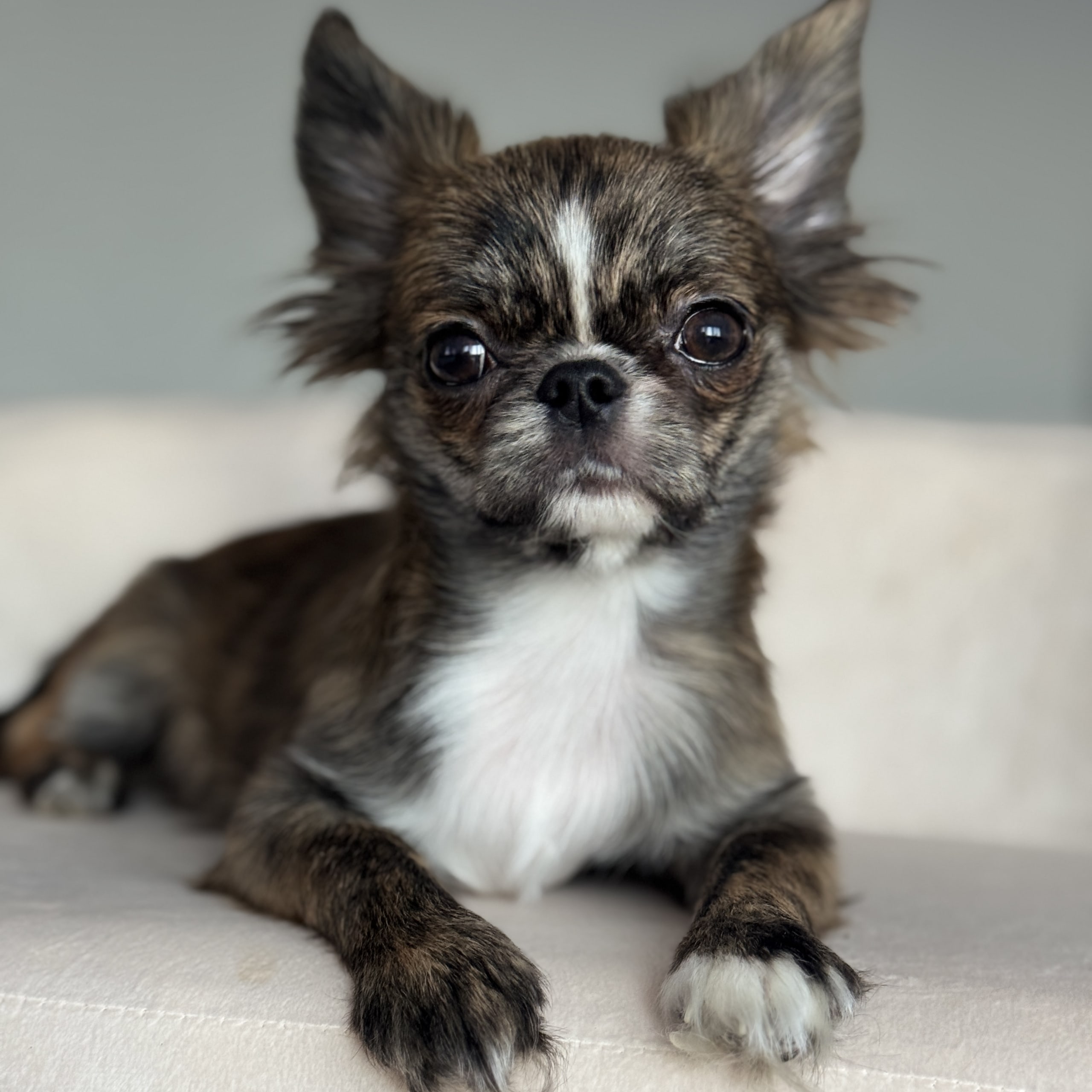 Chihuahua, långhårig