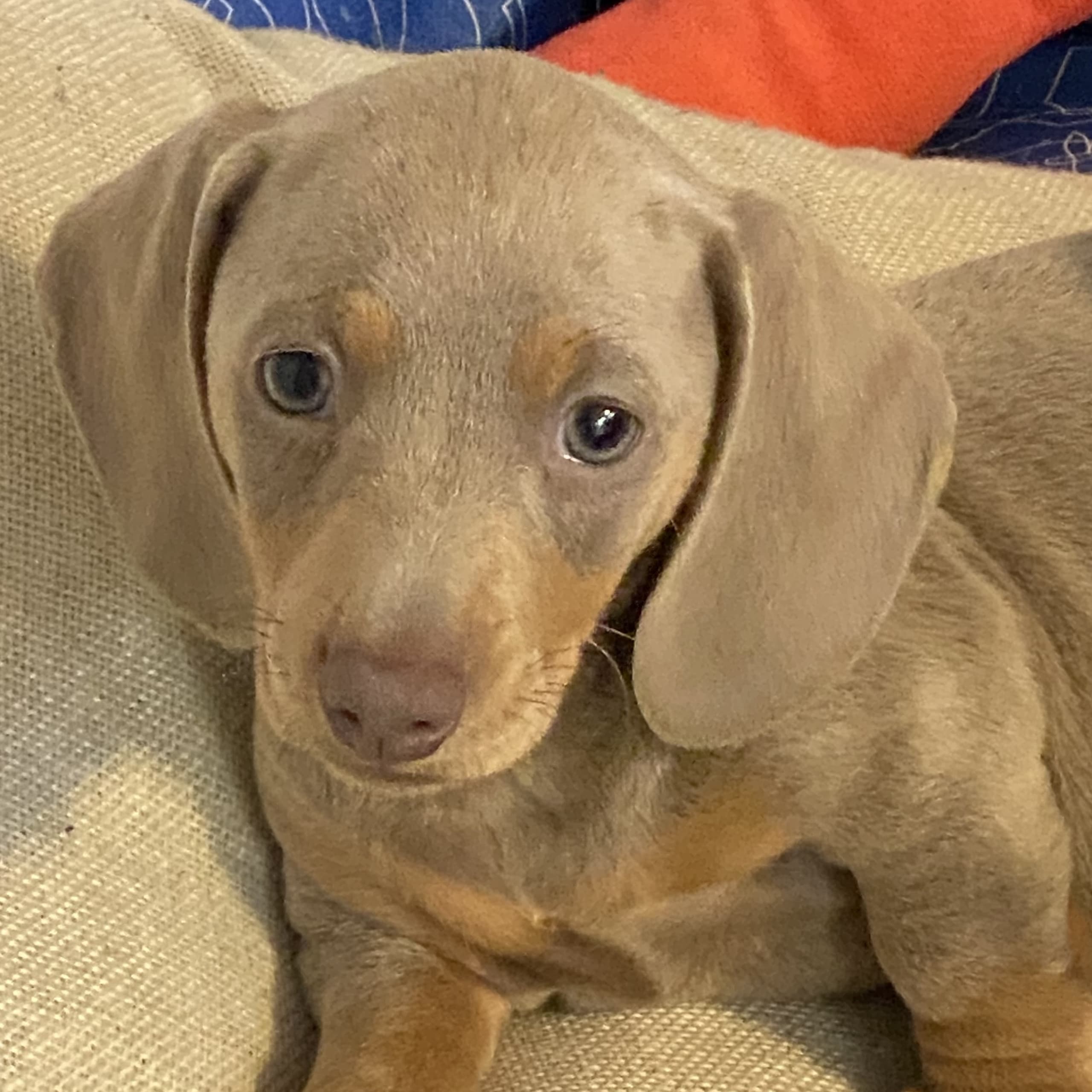 Dachshund