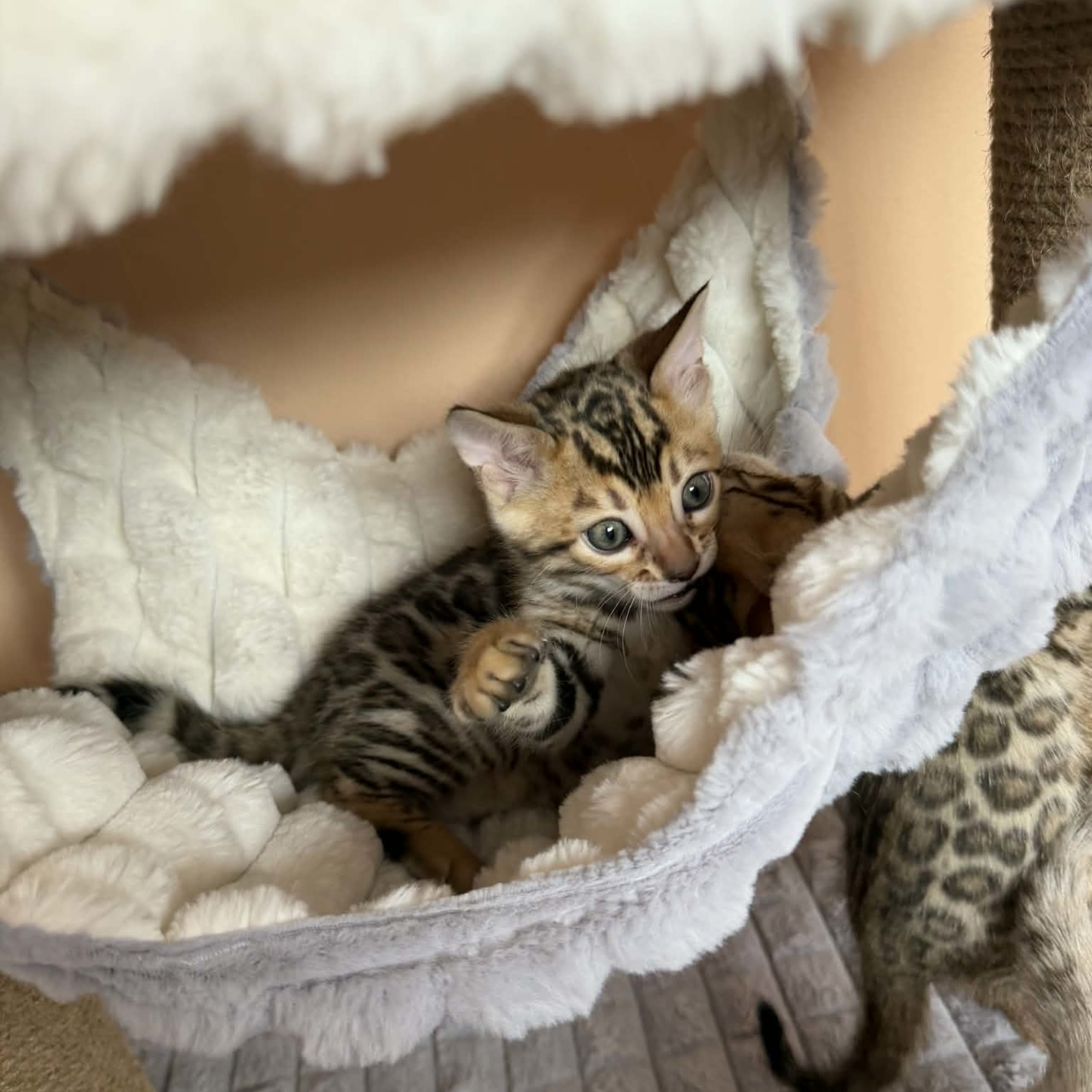 Bengal