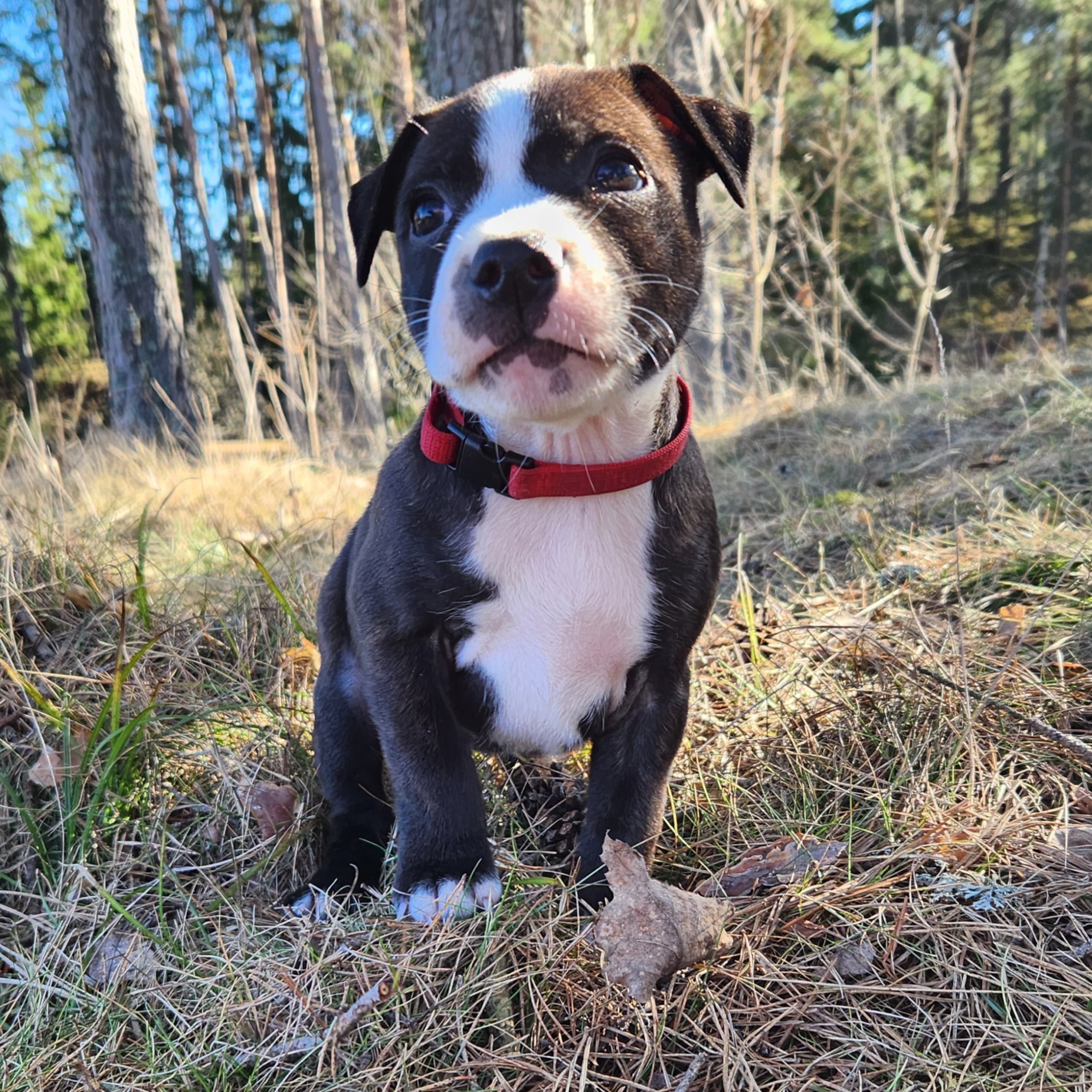 Staffordshire bullterrier