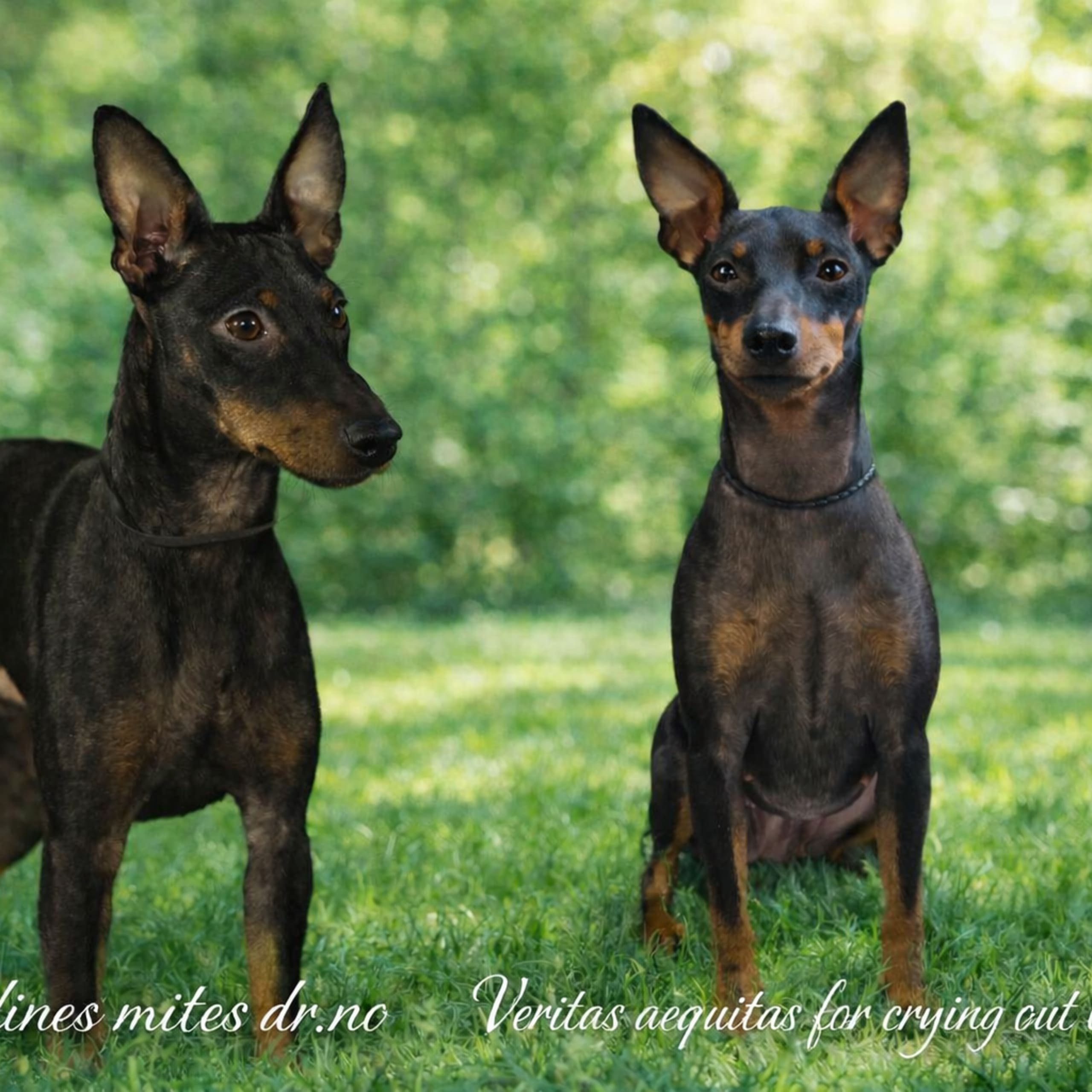 English toy terrier