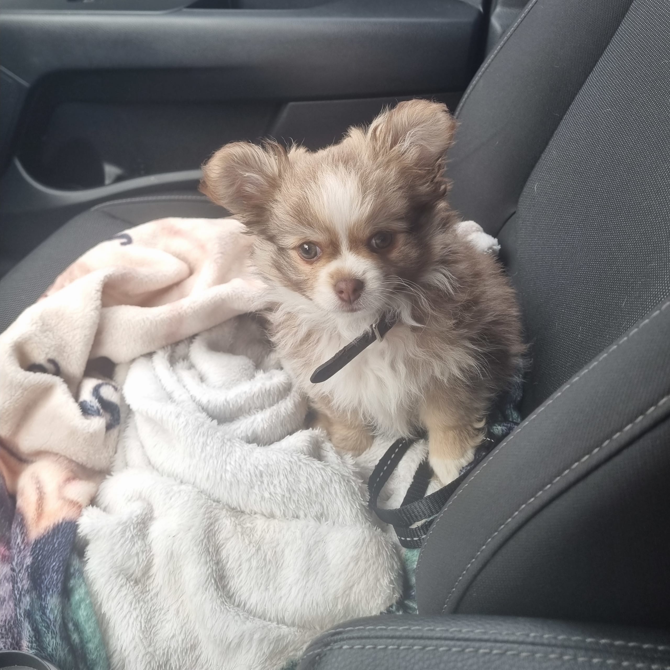 Chihuahua/shih tzu