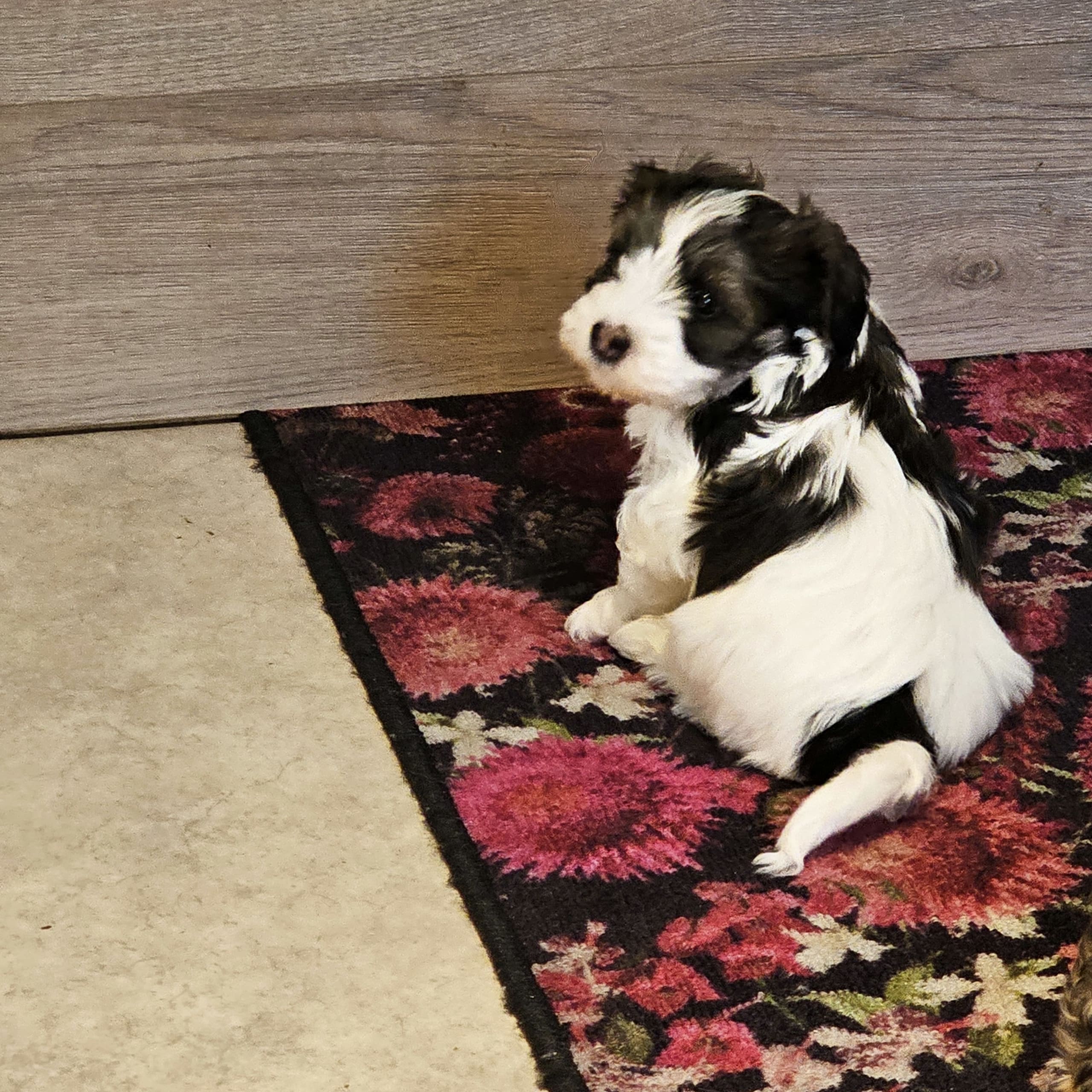 Bichon havanais