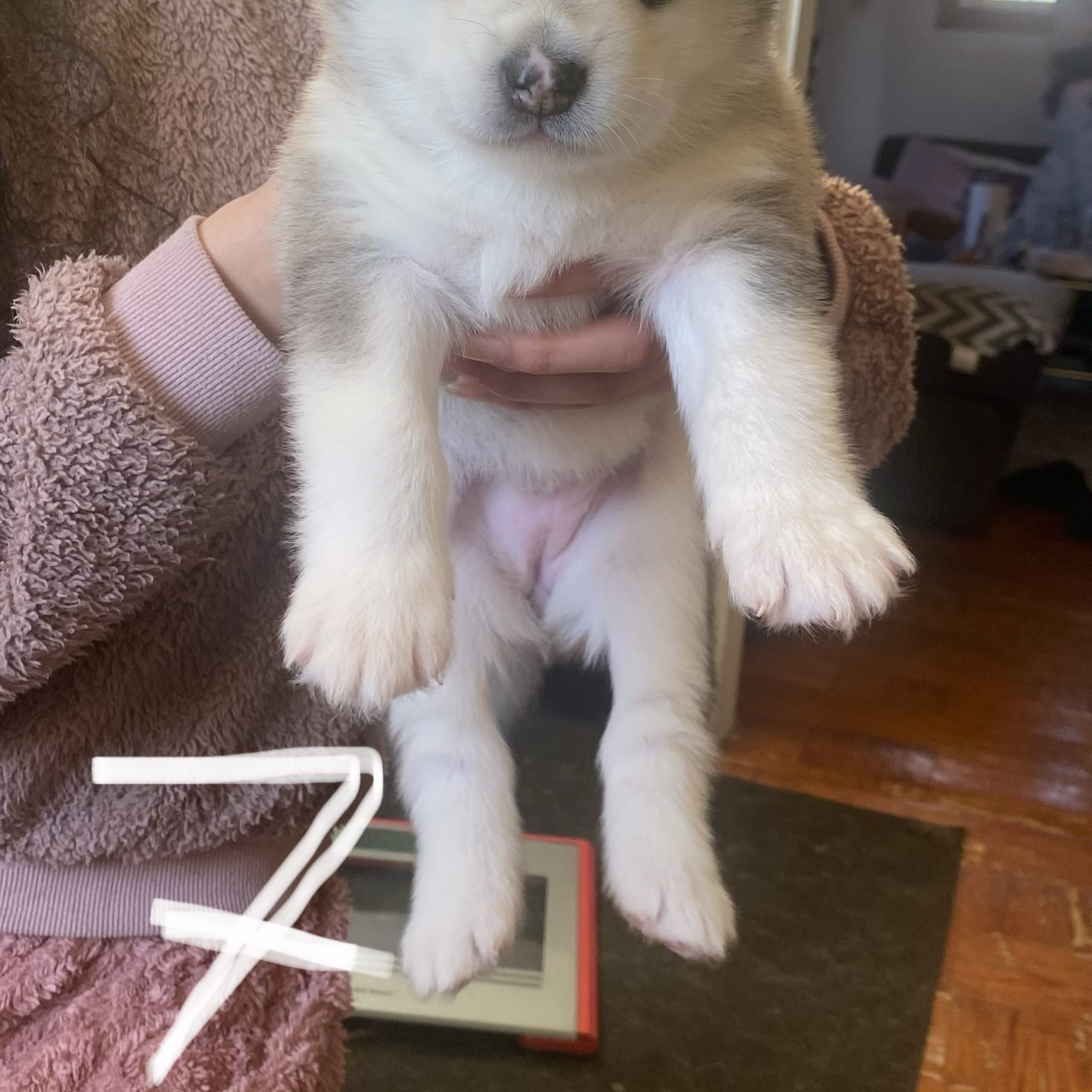 Alaskan malamute