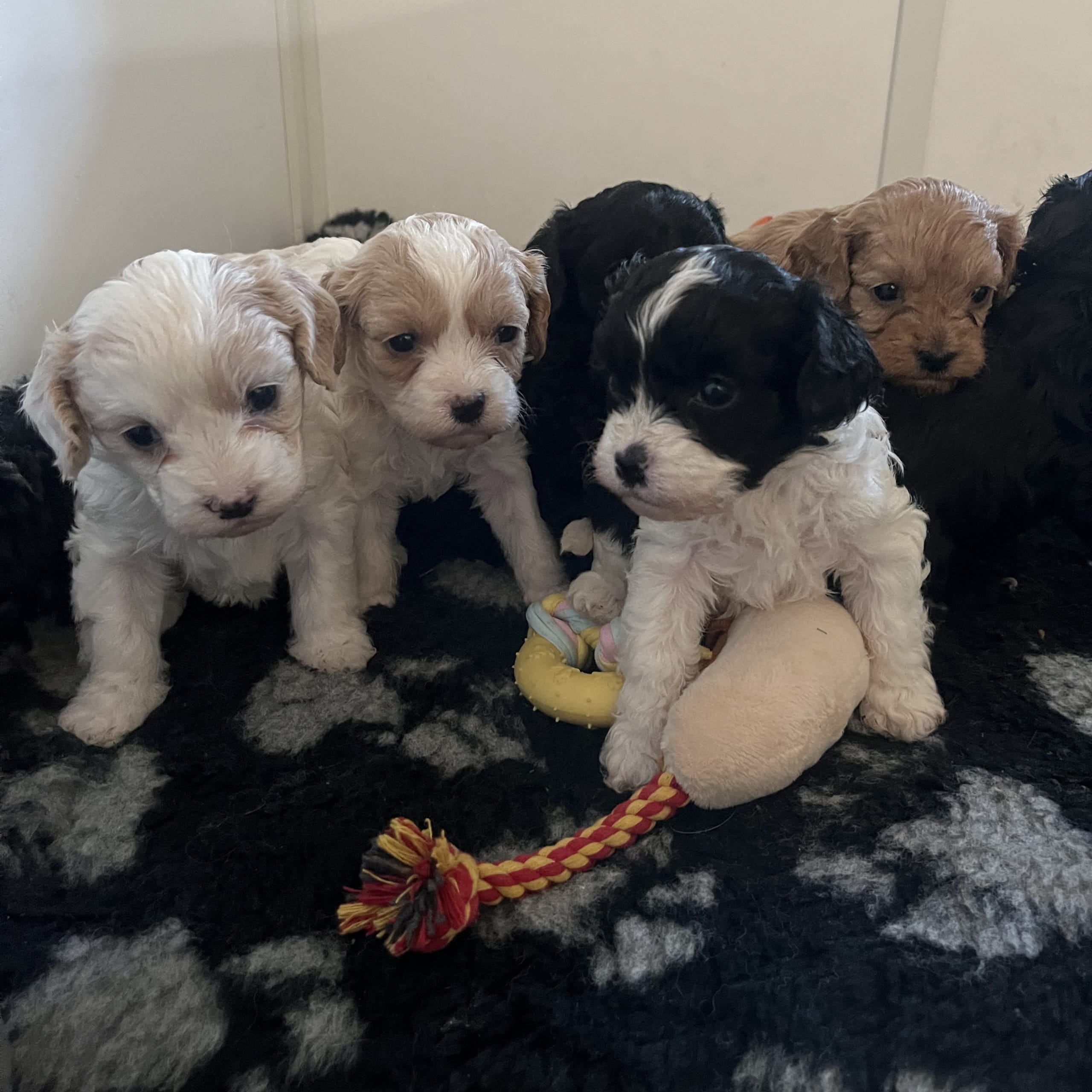 Cavapoo