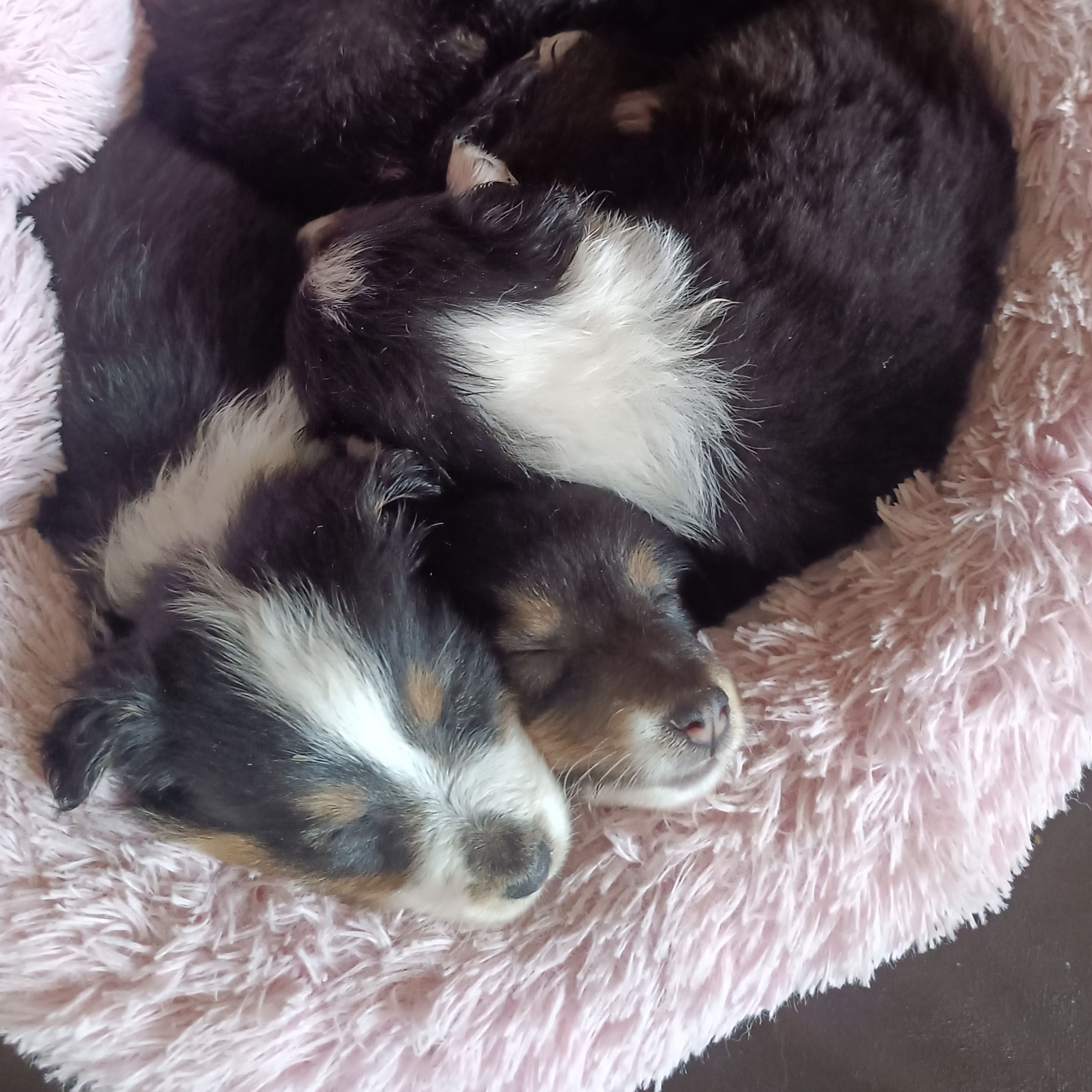 Shetland sheepdog