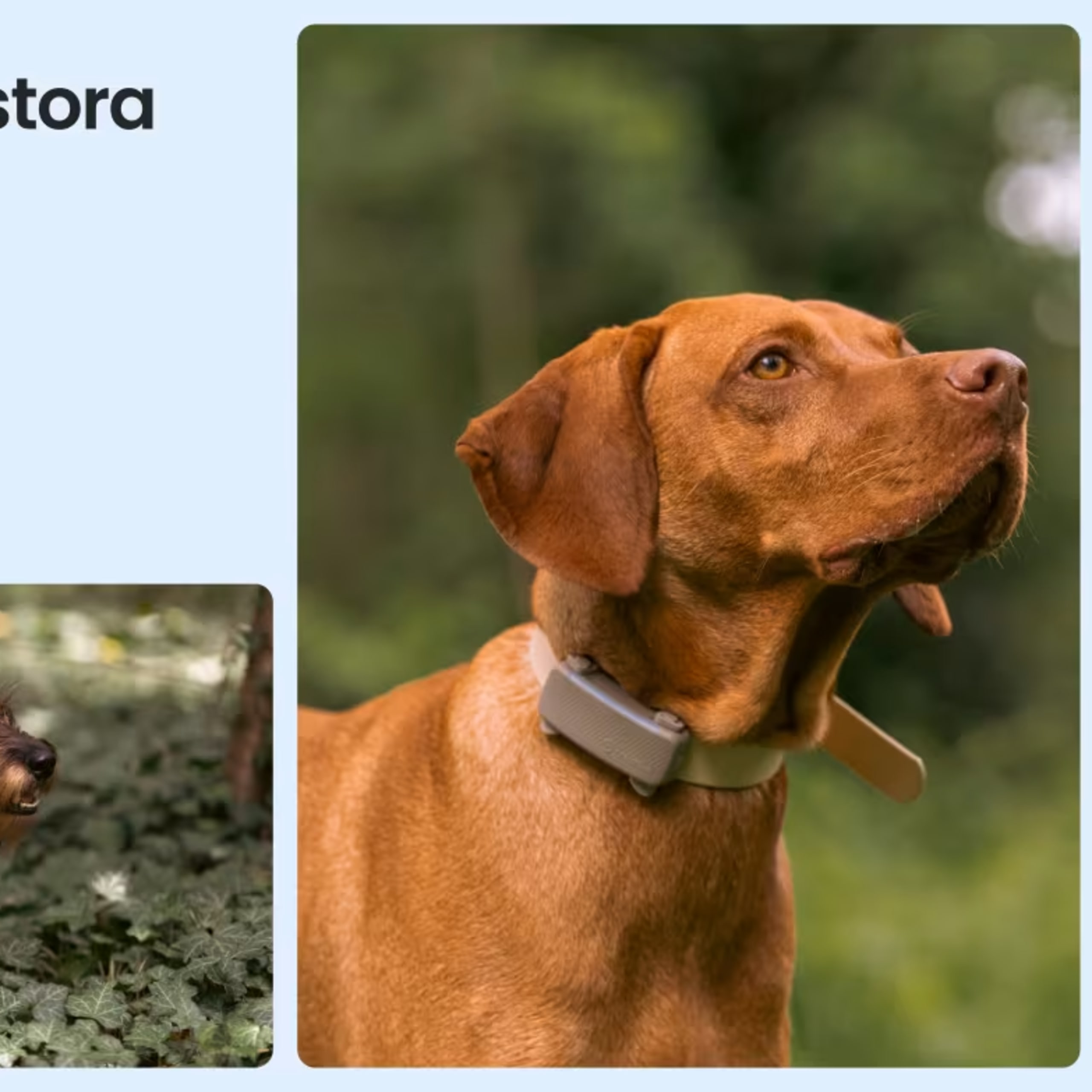 Tractive GPS for Dogs – Smart and Reliable Tracking