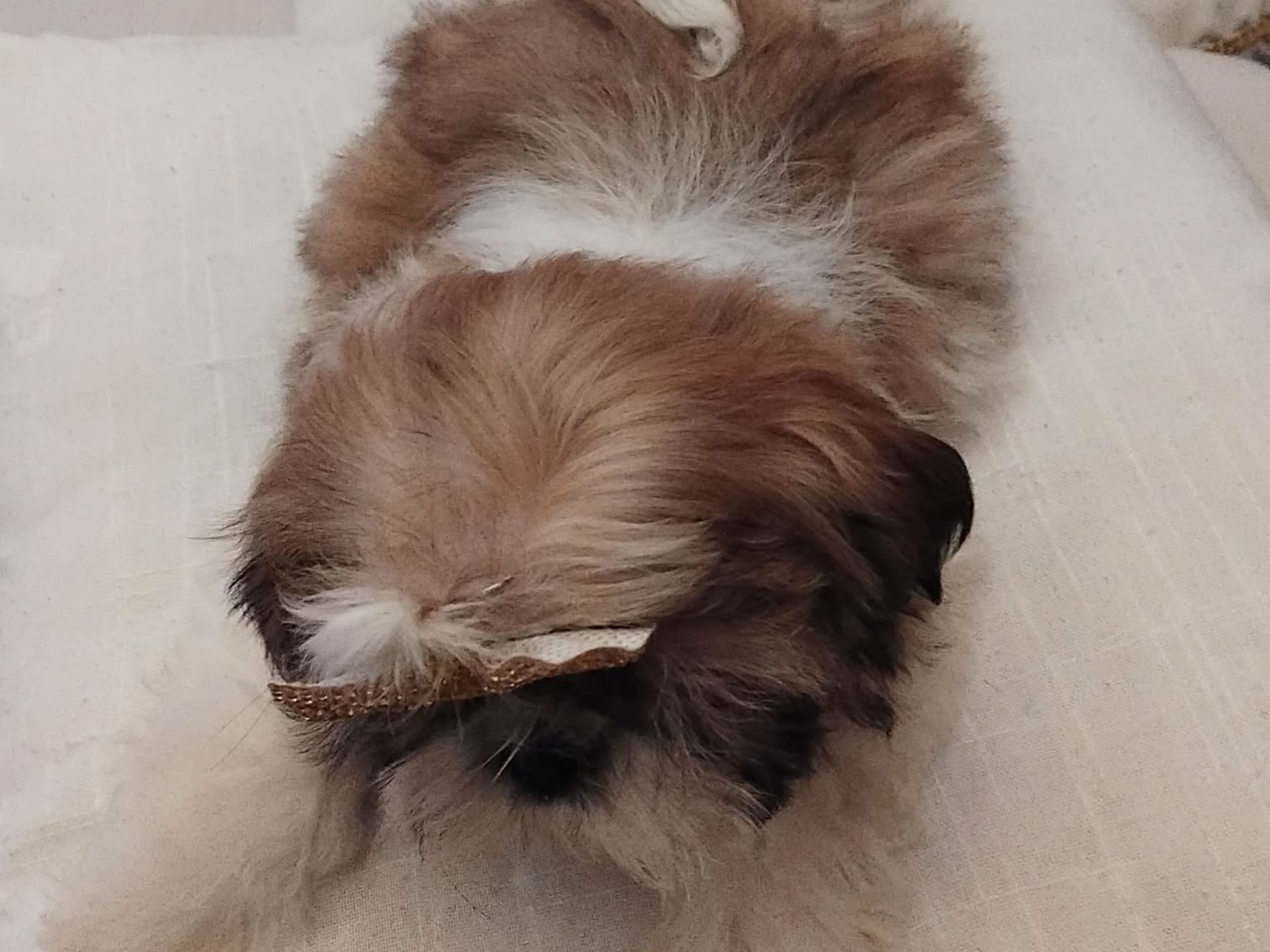 Shih-Tzu · 2025-11-19 · Linköping · David K.