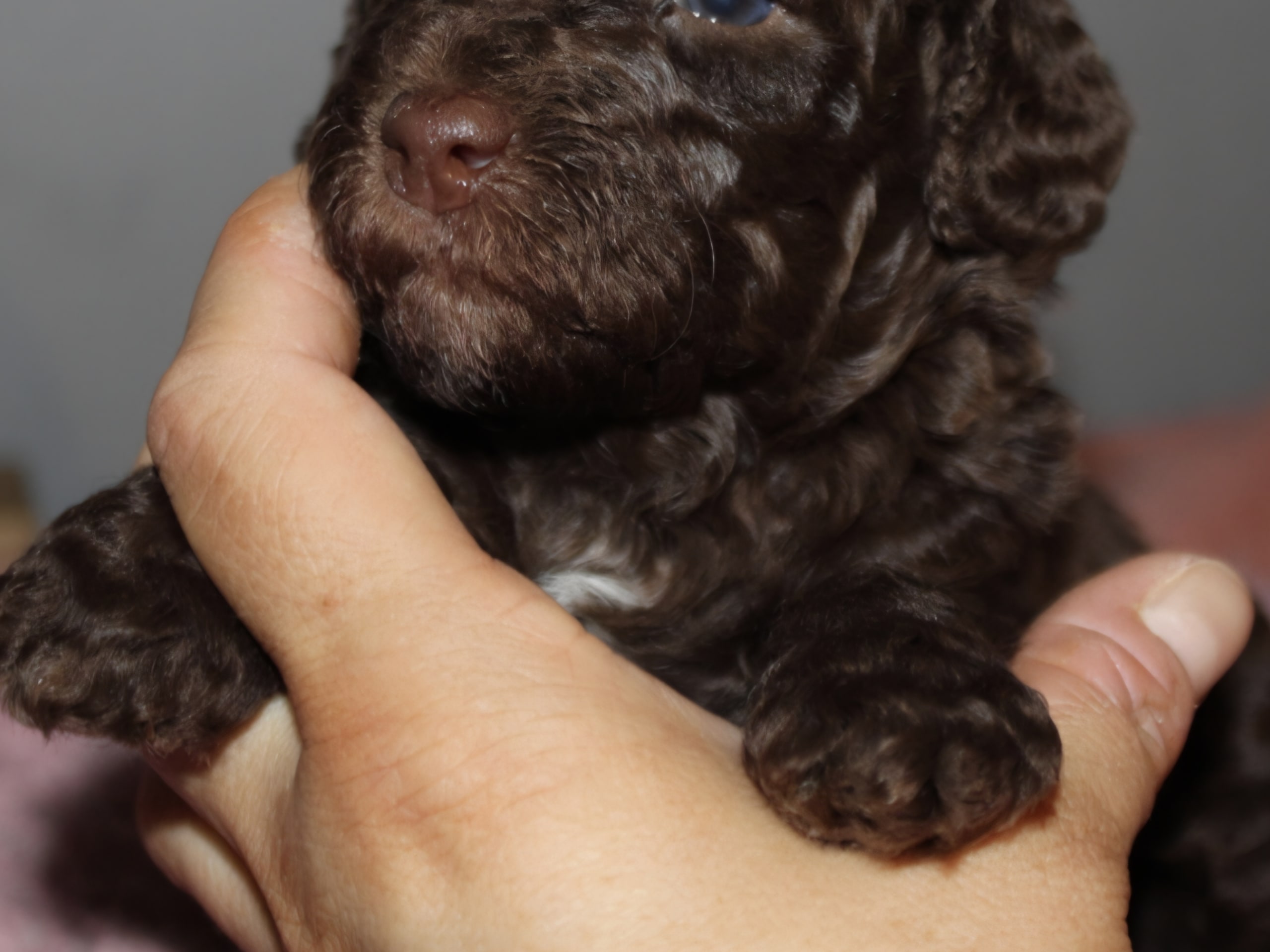 Labradoodle · 2026-02-09 · Mockfjärd · Dalkullas labradoodle