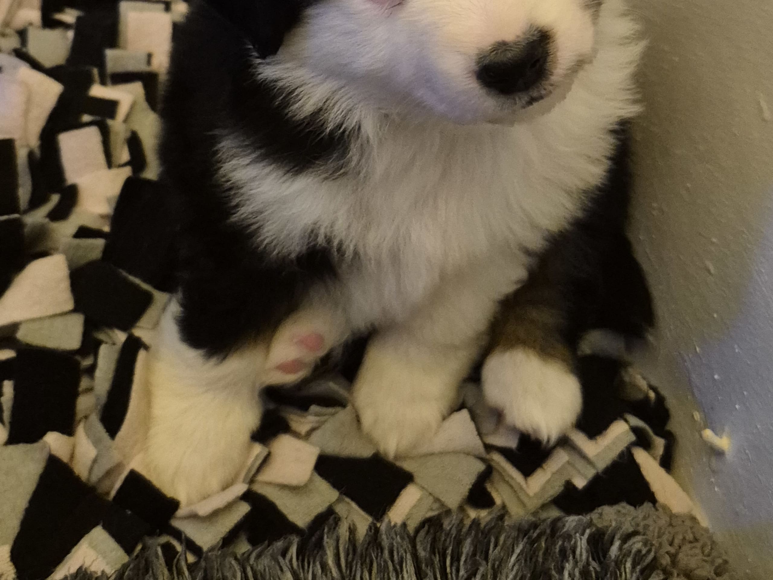 Miniature american shepherd