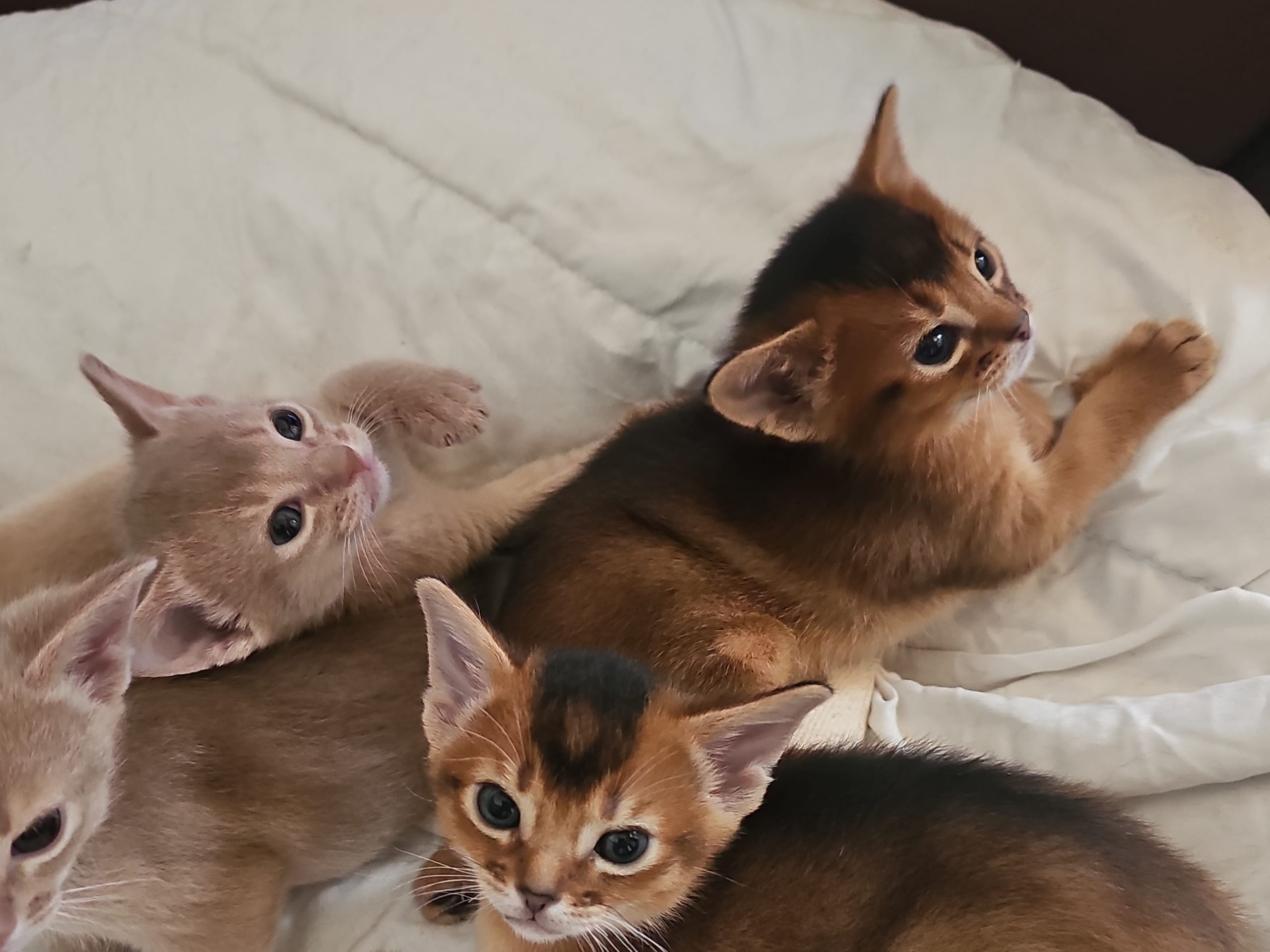 Abessinier · 2026-02-16 · Linköping · MadThons