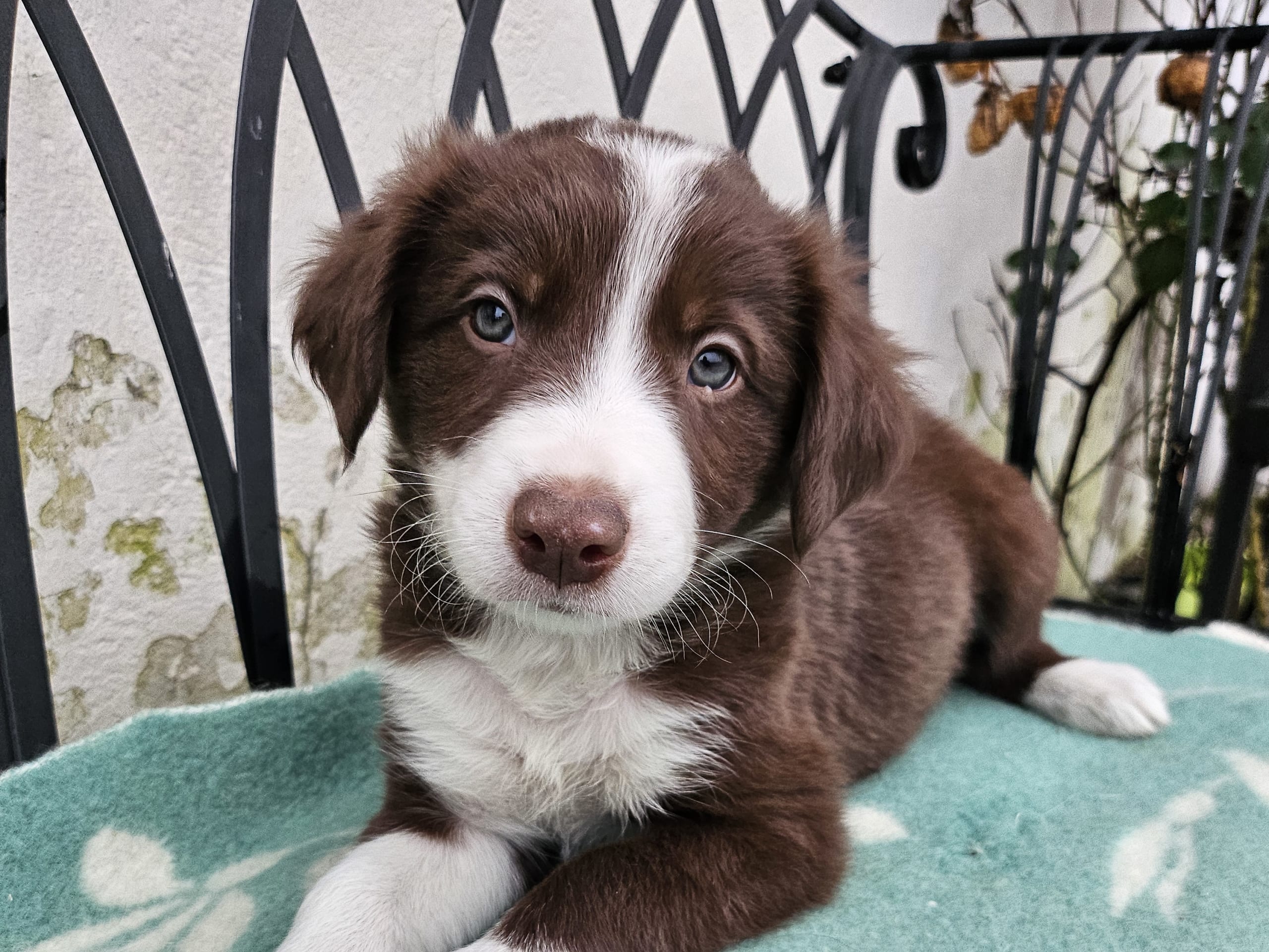 Border collie