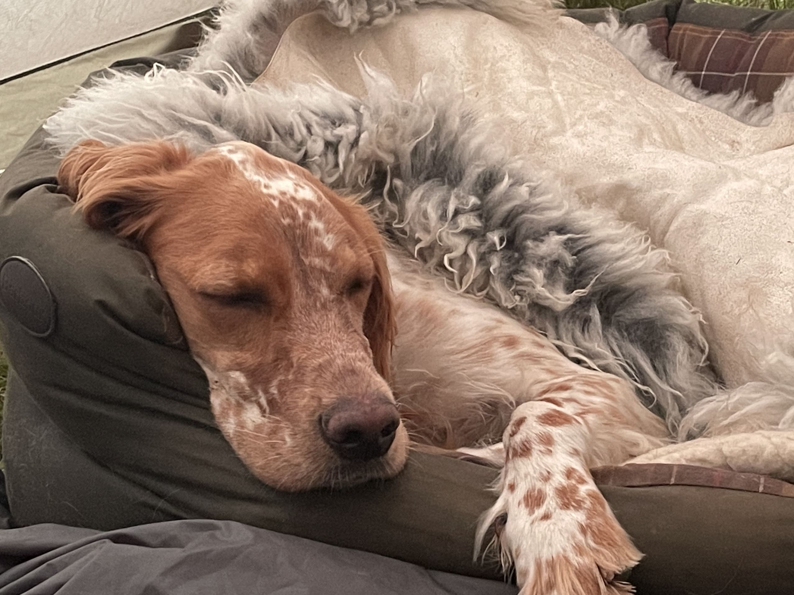 Engelsk setter · 2026-03-13 · Førde · Joachim M.