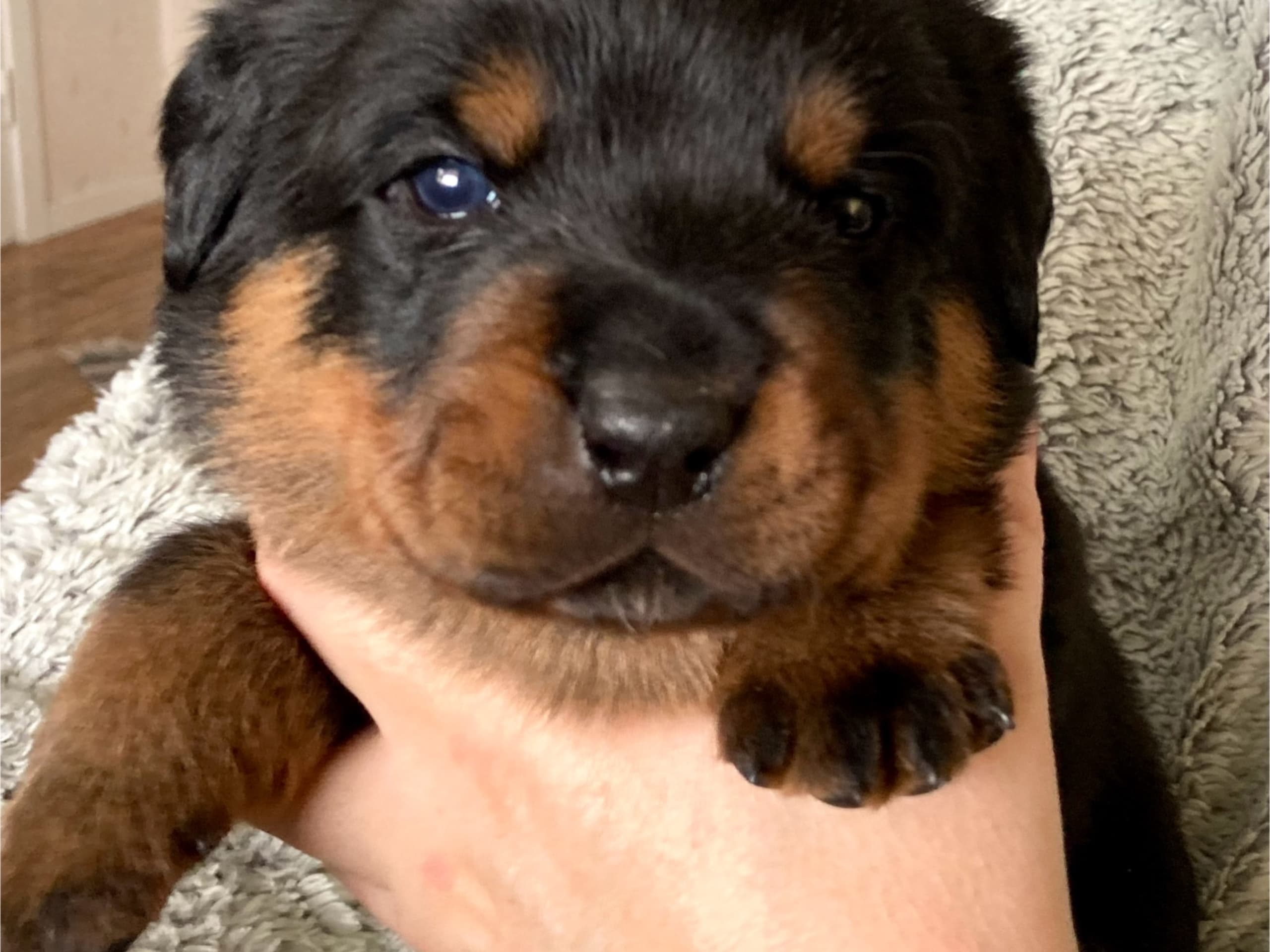 Rottweiler · 2025-12-21 · östervåla · Dexline's