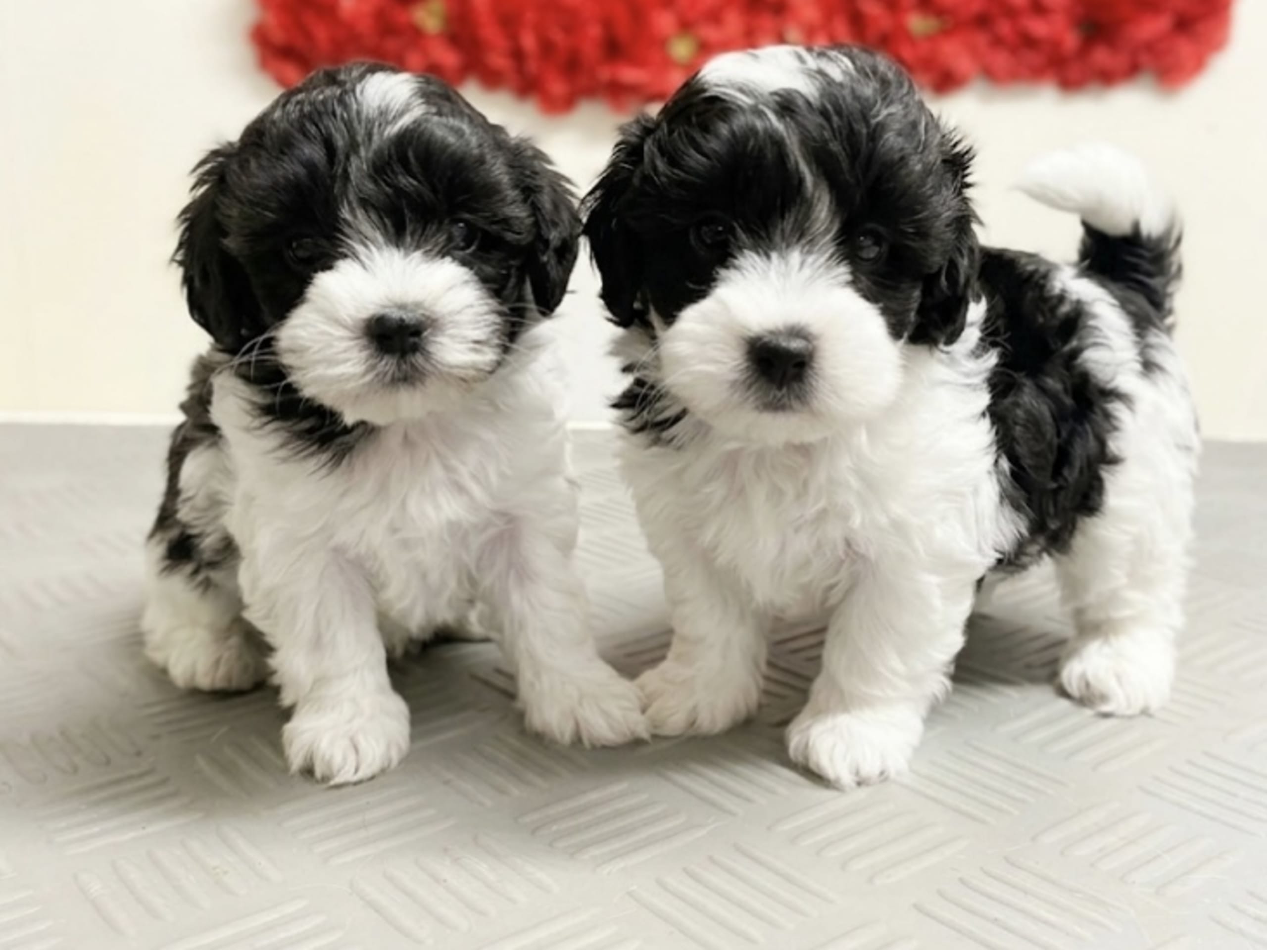 Maltipoo · 2026-02-05 · Nol · Lyckliga Vovven