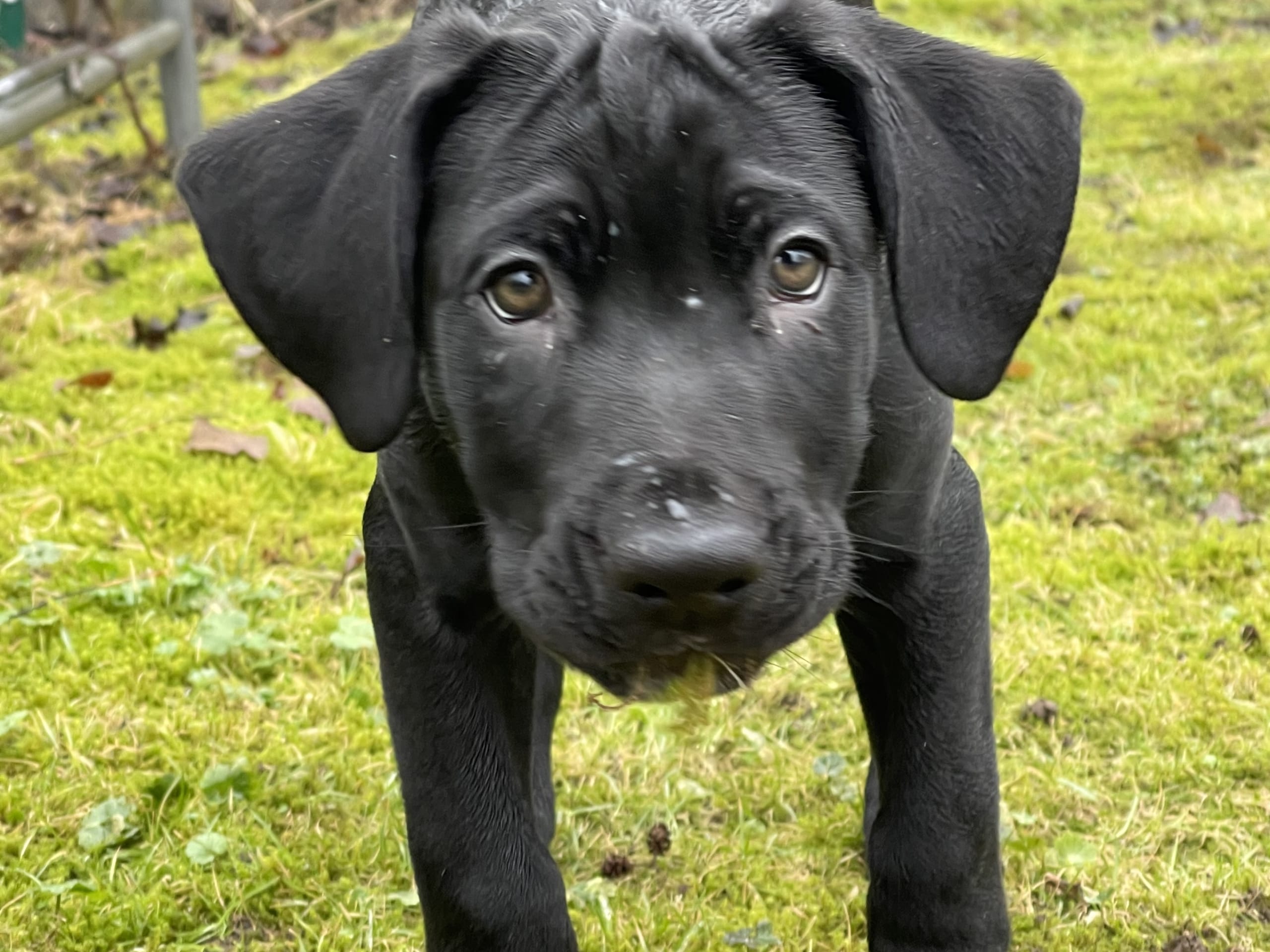 Blandras · 2025-12-07 · Frillesås · Weronika Z.