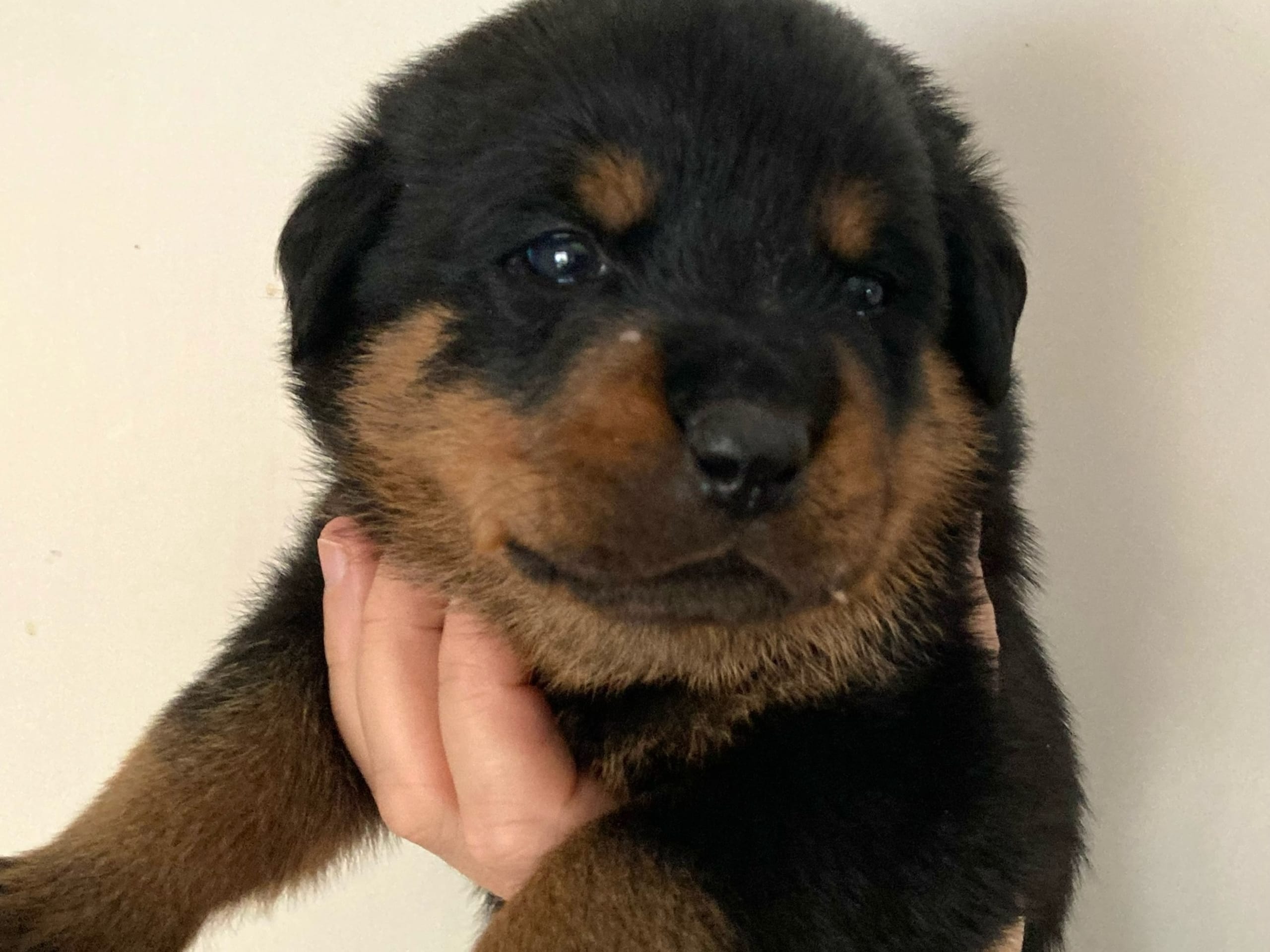Rottweiler