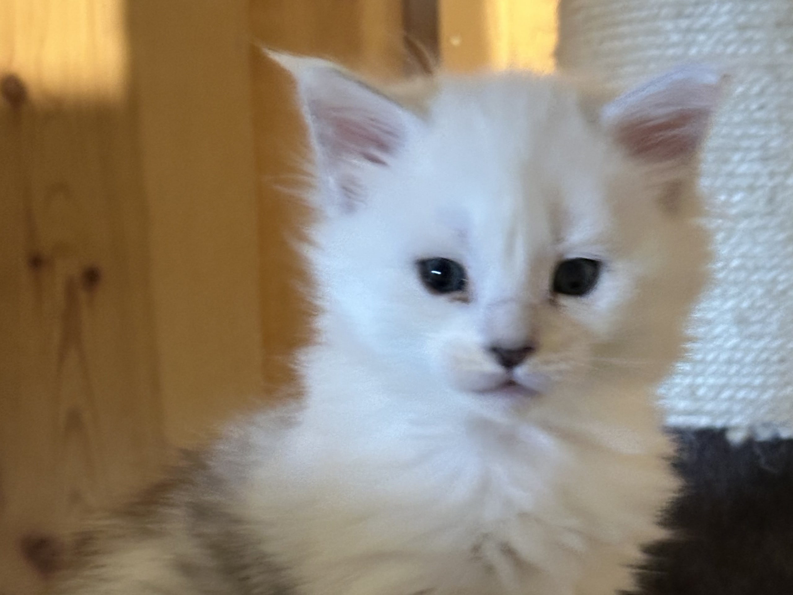 Maine Coon · 2026-02-10 · Kristiansand · NO* HavPerlen’s