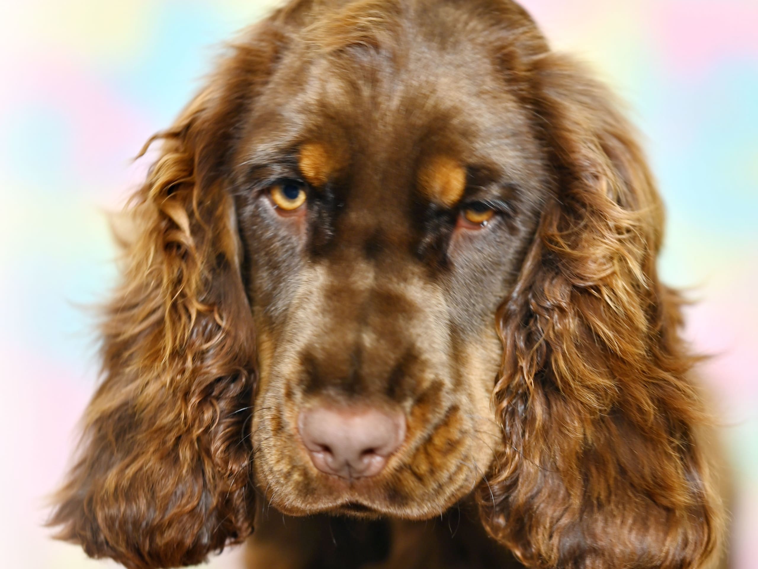 Cocker spaniel