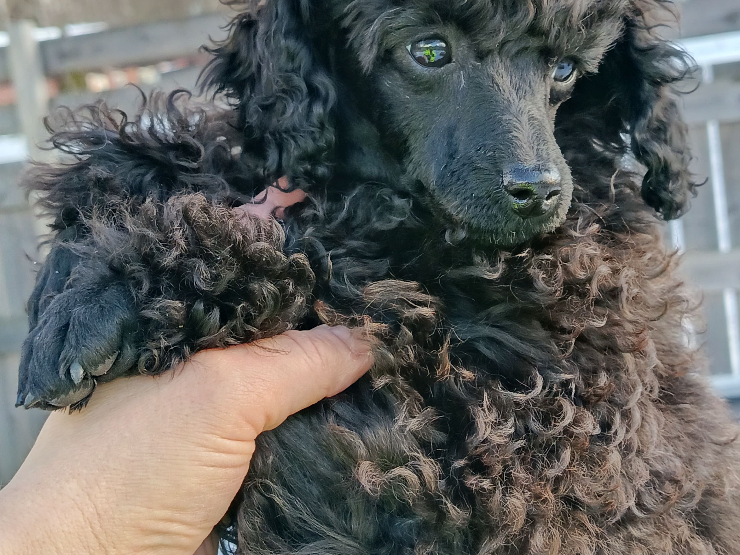 Pudel, dvärg · 2025-10-17 · Hjortkvarn · Hjortkvarns Cavapoo