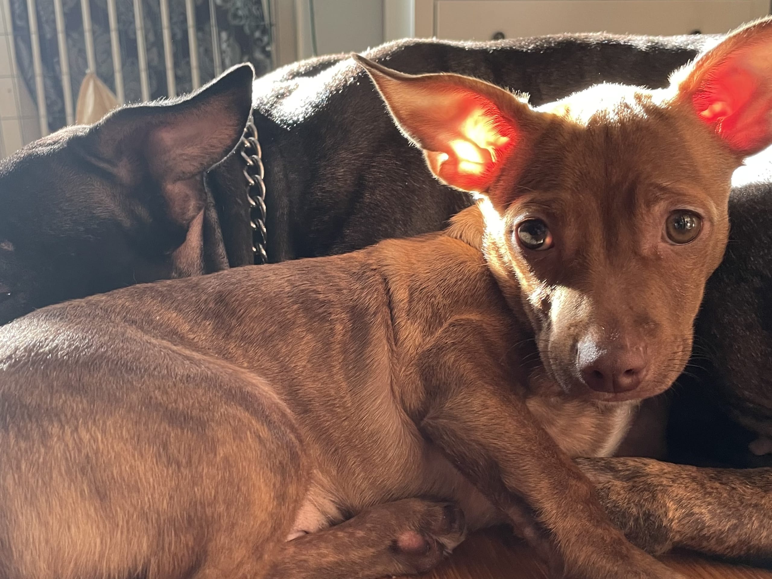 Chihuahua/Amrican bully · 2025-11-11 · Trosa · Anette S.