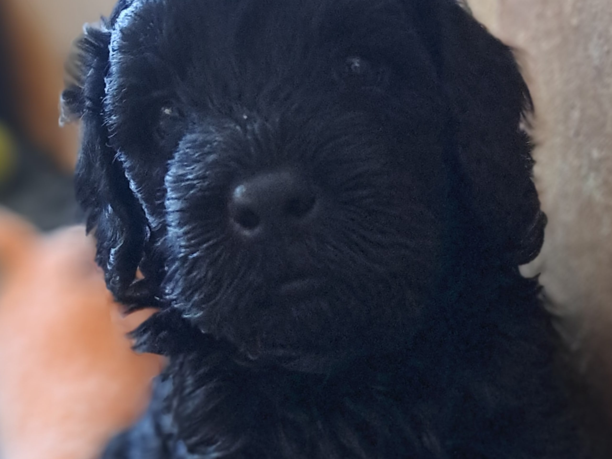 multigen Labradoodle · 2026-01-10 · Bromma · Abralabradoo