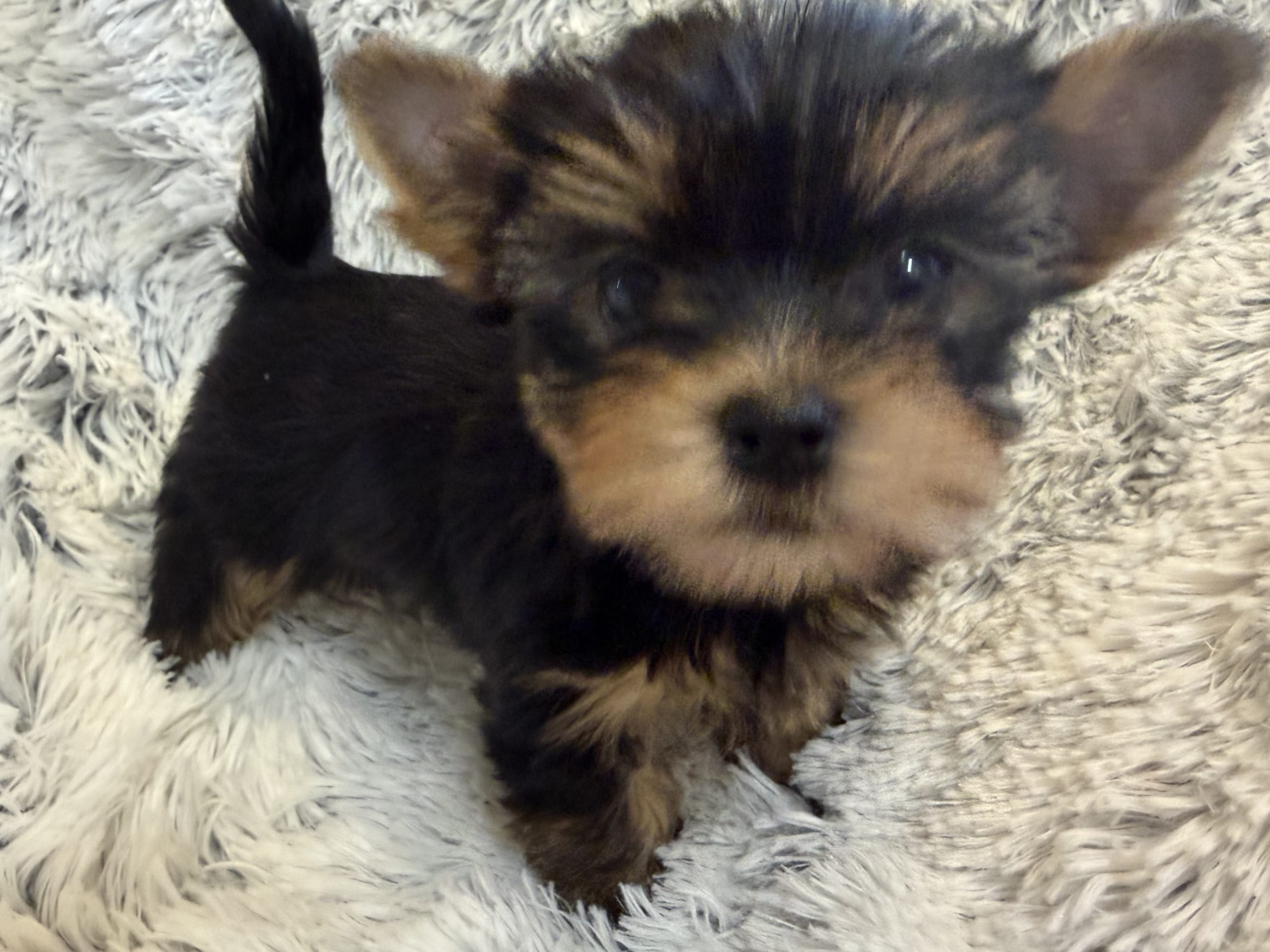 Yorkshireterrier
