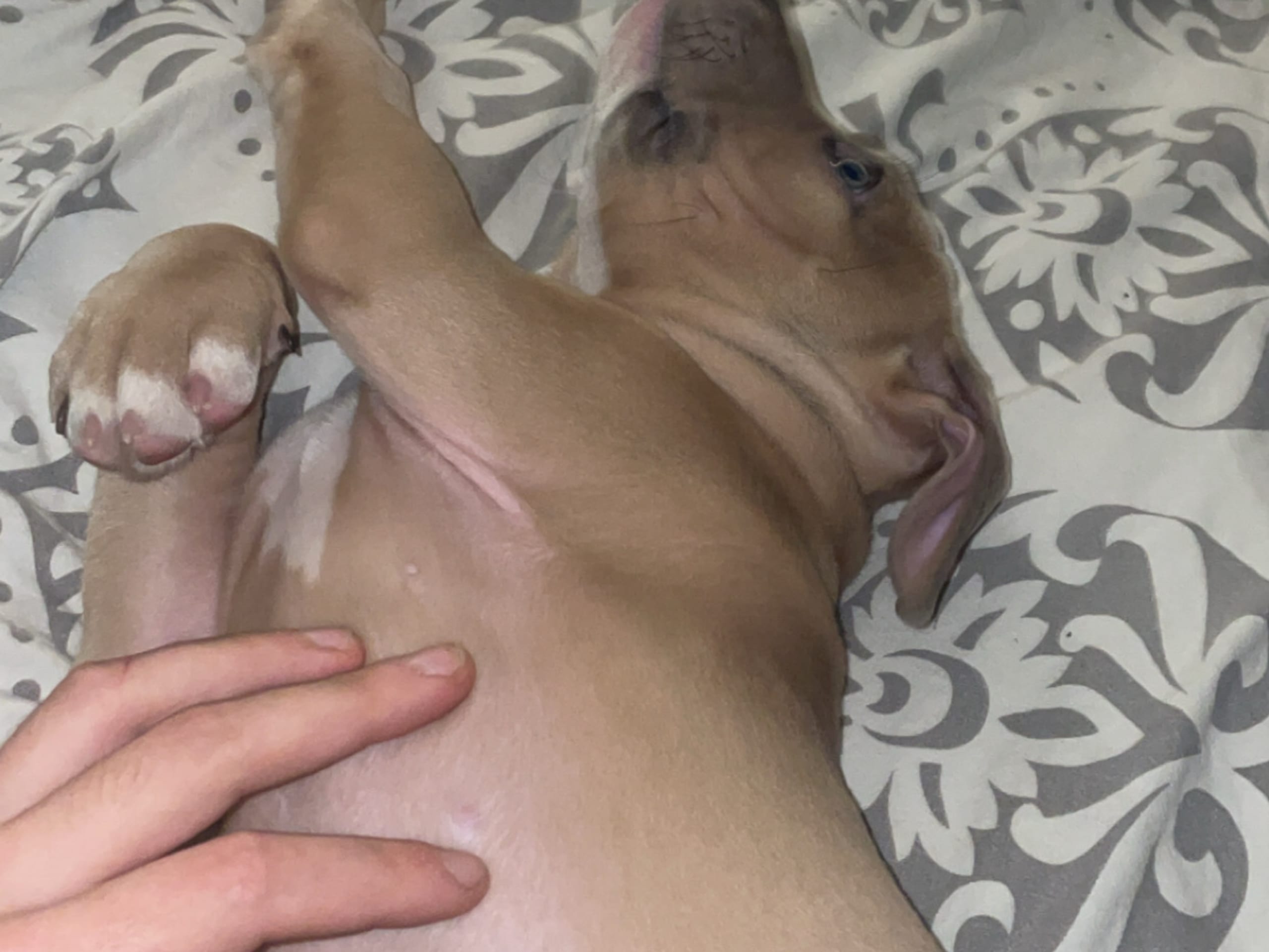 American staffordshire terrier