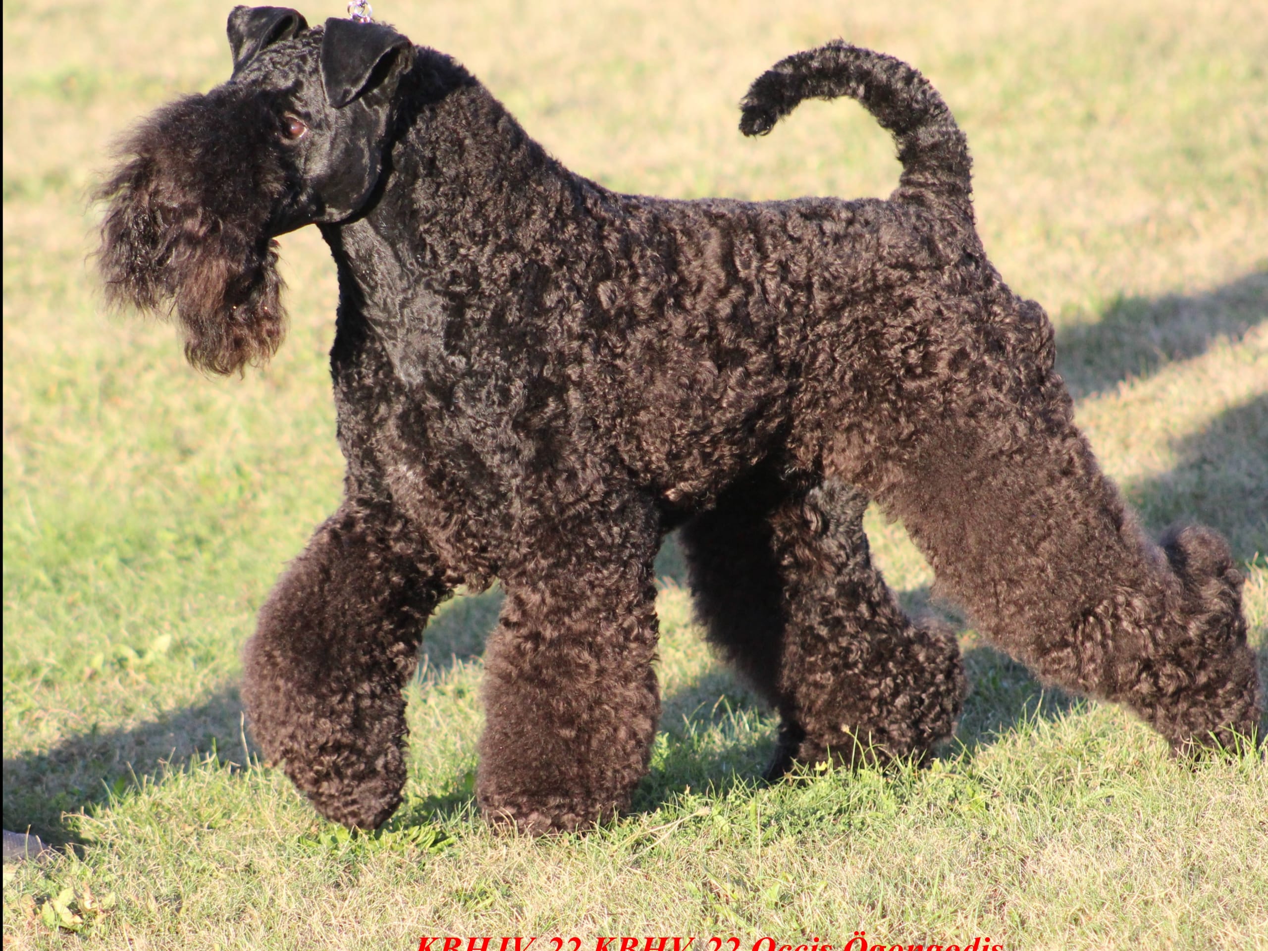 Kerry blue terrier