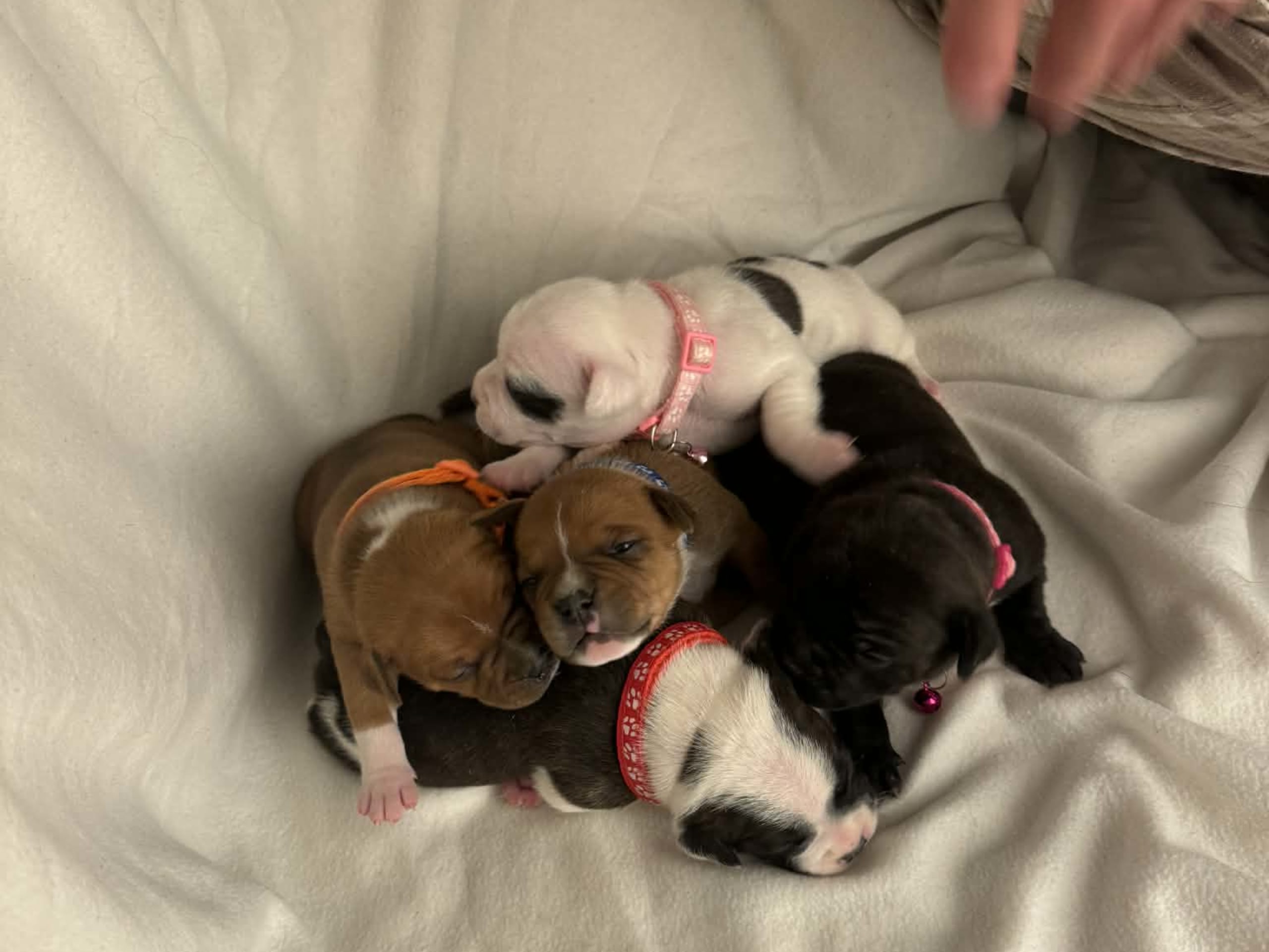 Staffordshire bullterrier