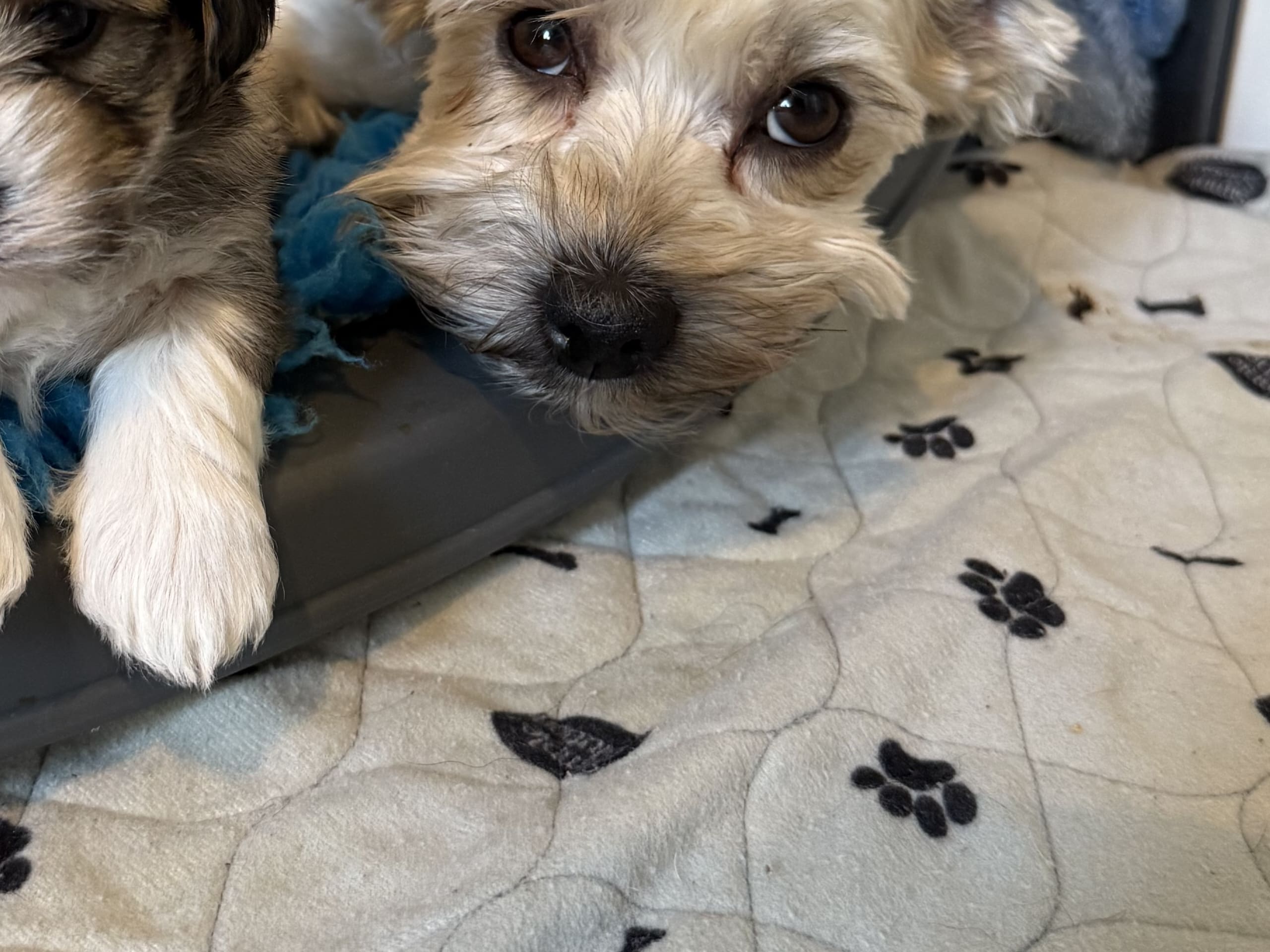 Bichon havanais · 2026-02-19 · Hässelby · Solstrålen