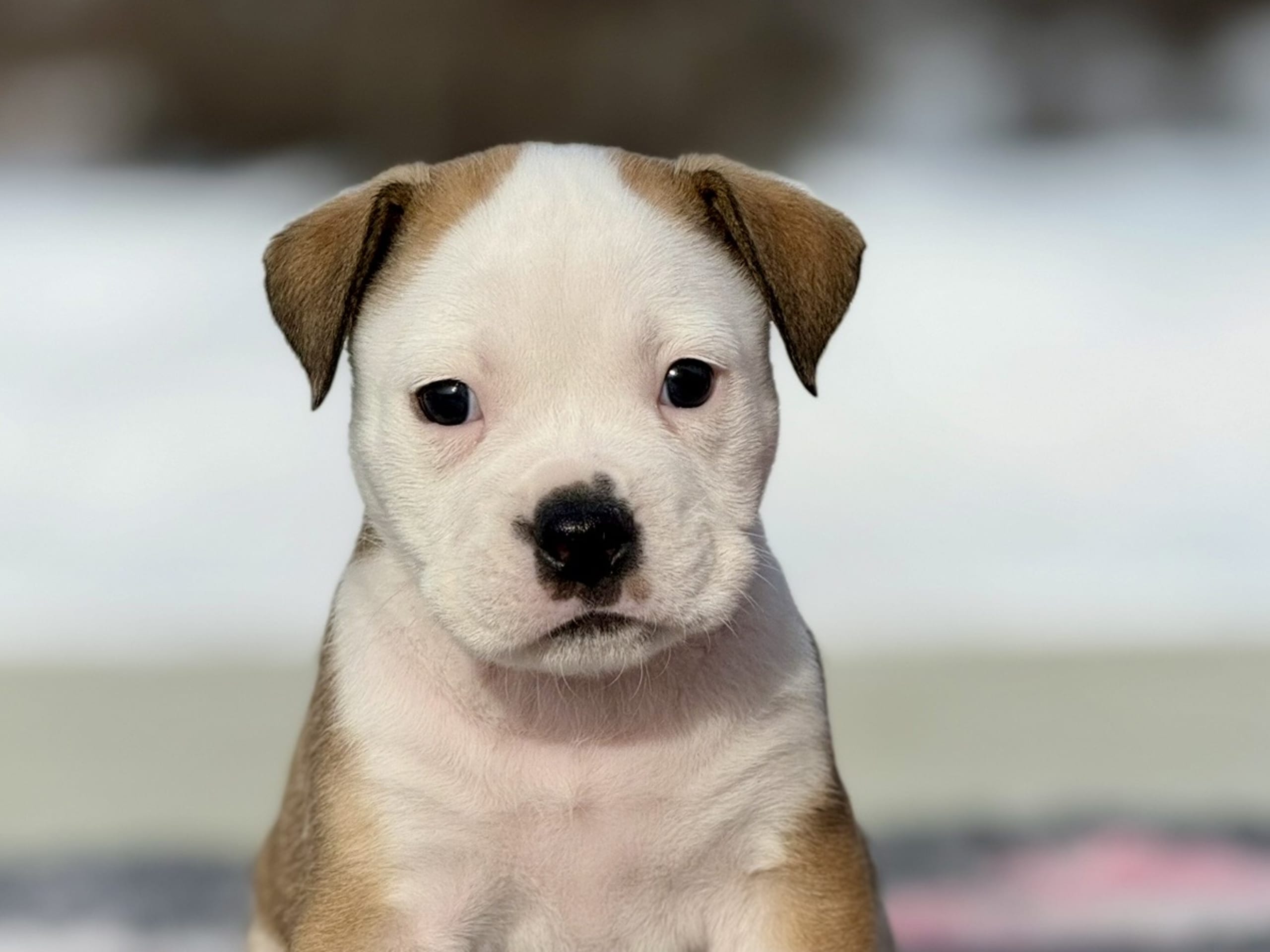 Continental Bulldog · 2026-02-08 · Boden · Bayogoulas