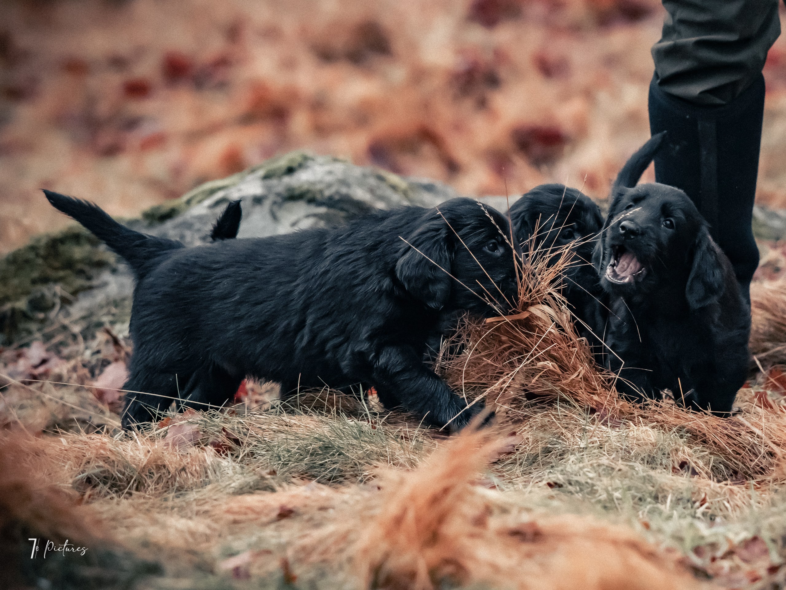 Flatcoated retriever