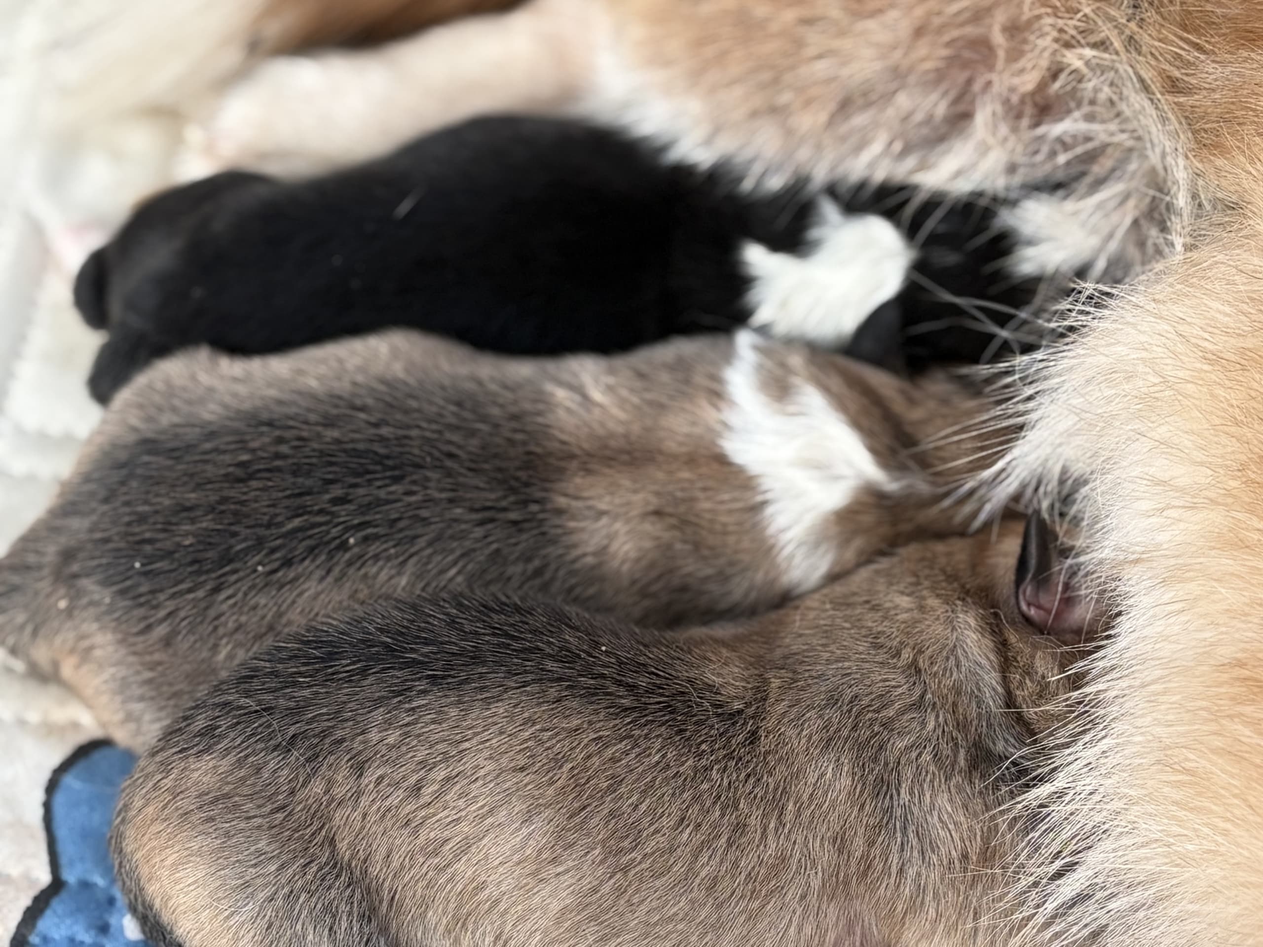 Welsh corgi pembroke