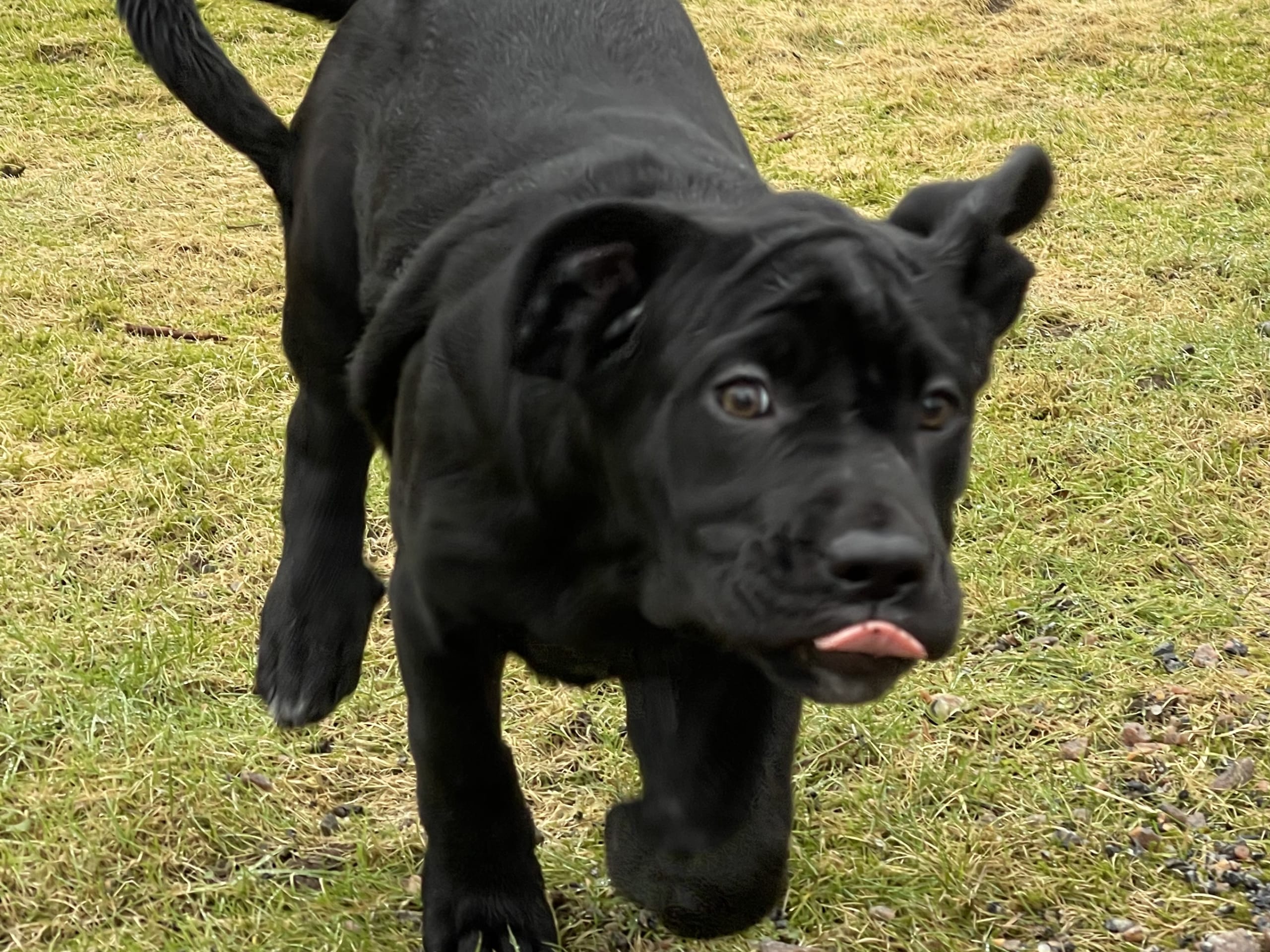 Blandras · 2025-12-07 · Frillesås · Weronika Z.