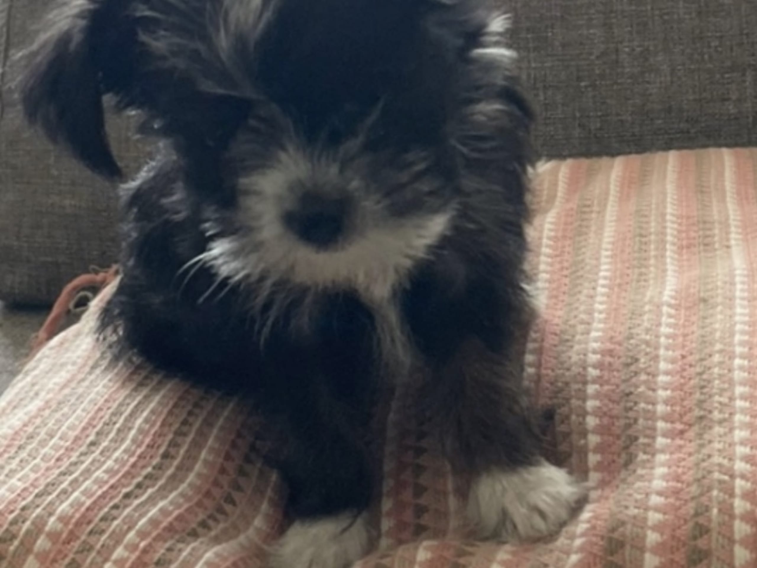 Liten blandras · 2025-05-18 · Norrköping · Carmen M.