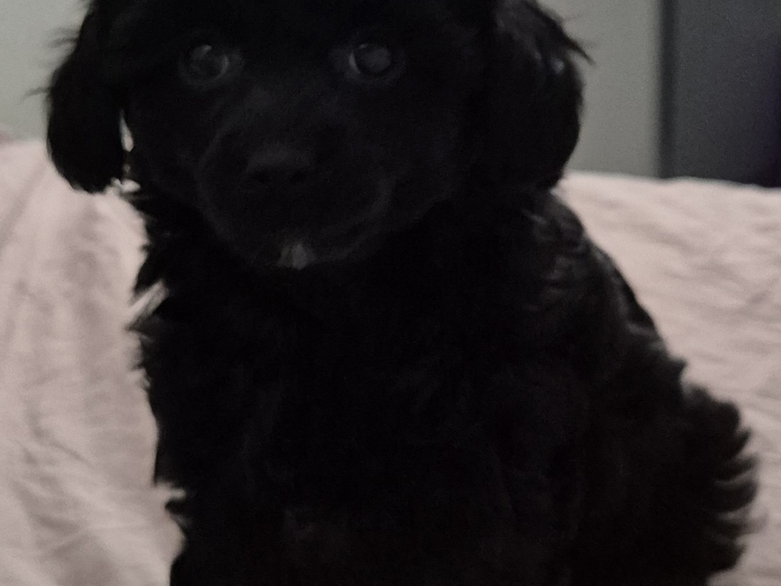 Cresterpoo · 2025-12-12 · Vara · Viktoria S.