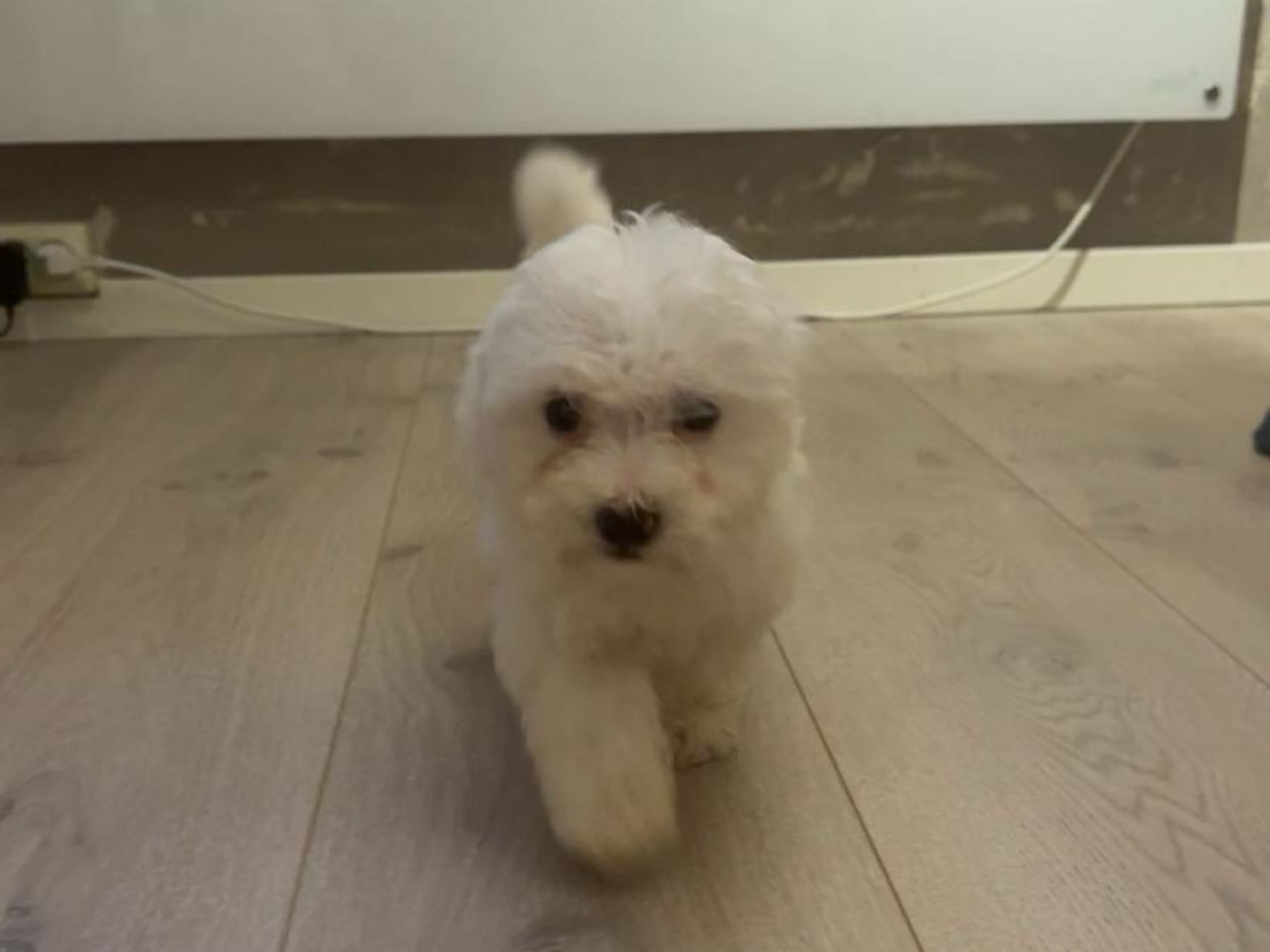 Bichon havanais