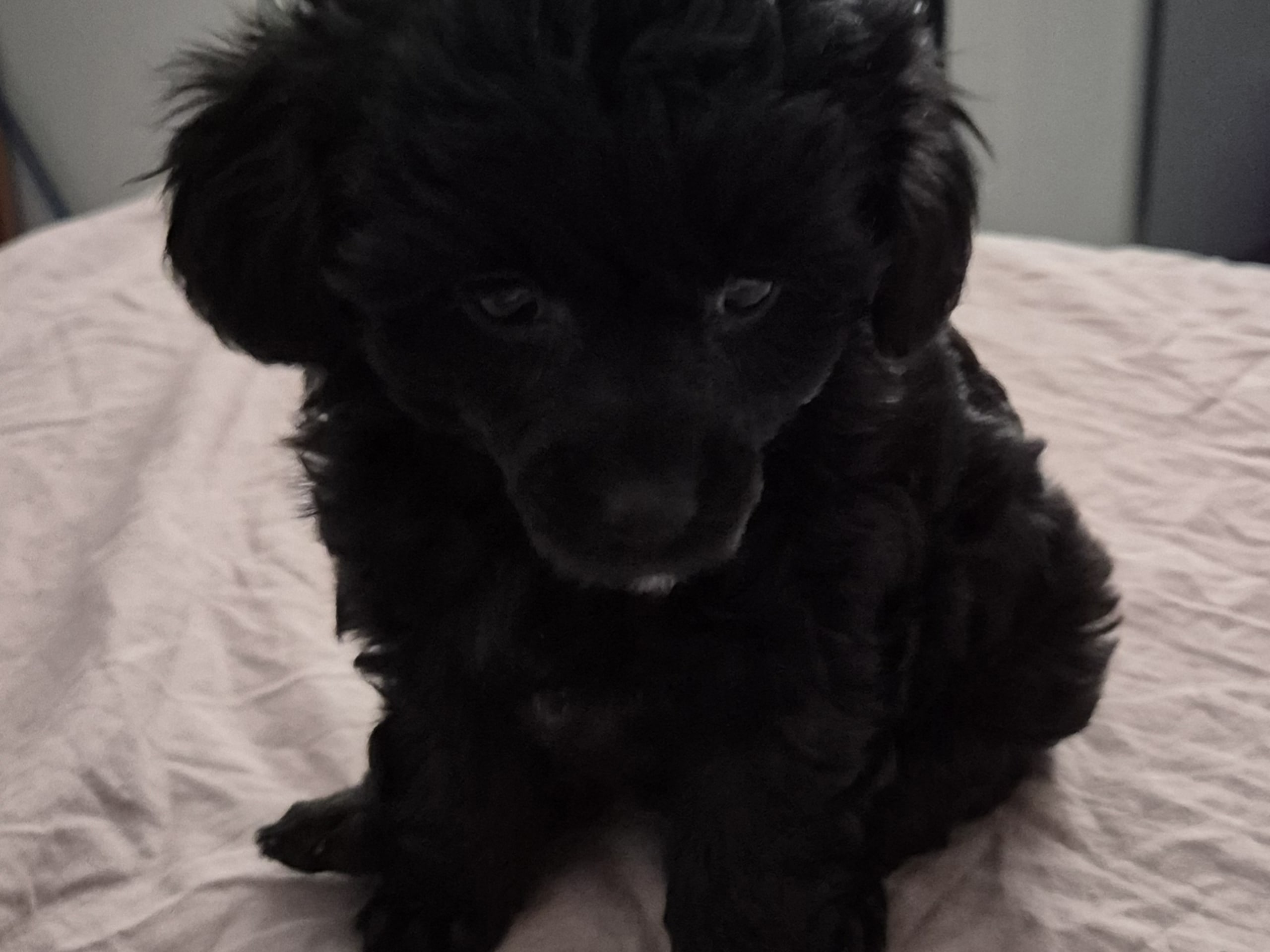 Cresterpoo · 2025-12-12 · Vara · Viktoria S.